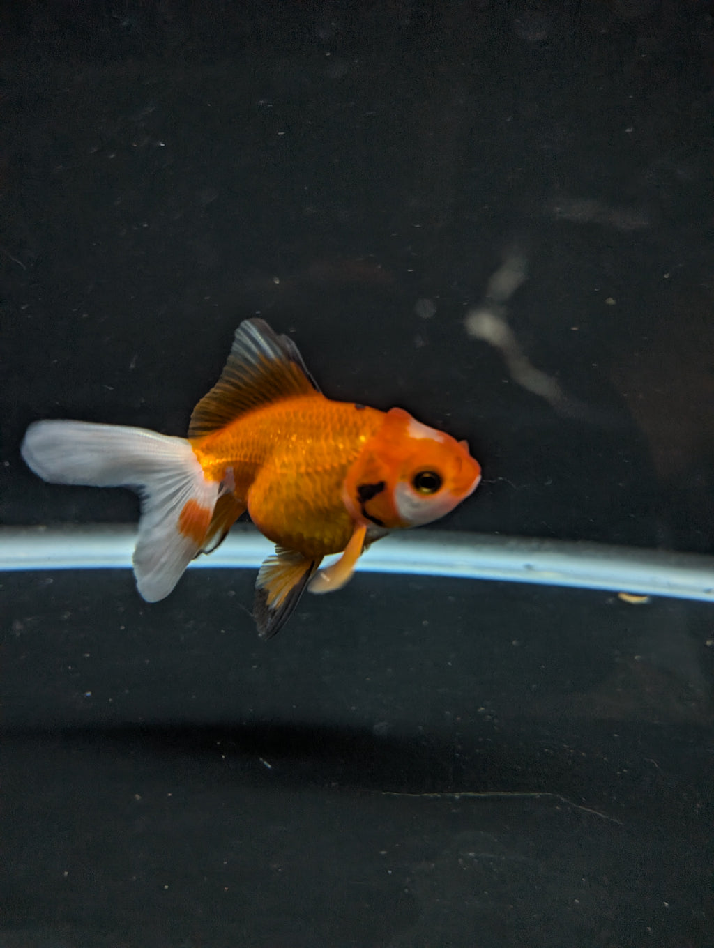 Juvenile Oranda  Red White 3"-3.5"in.  ID#619T1A-017
