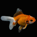 Oranda  Red White 3"-3.5"in.  ID#619T1A-017