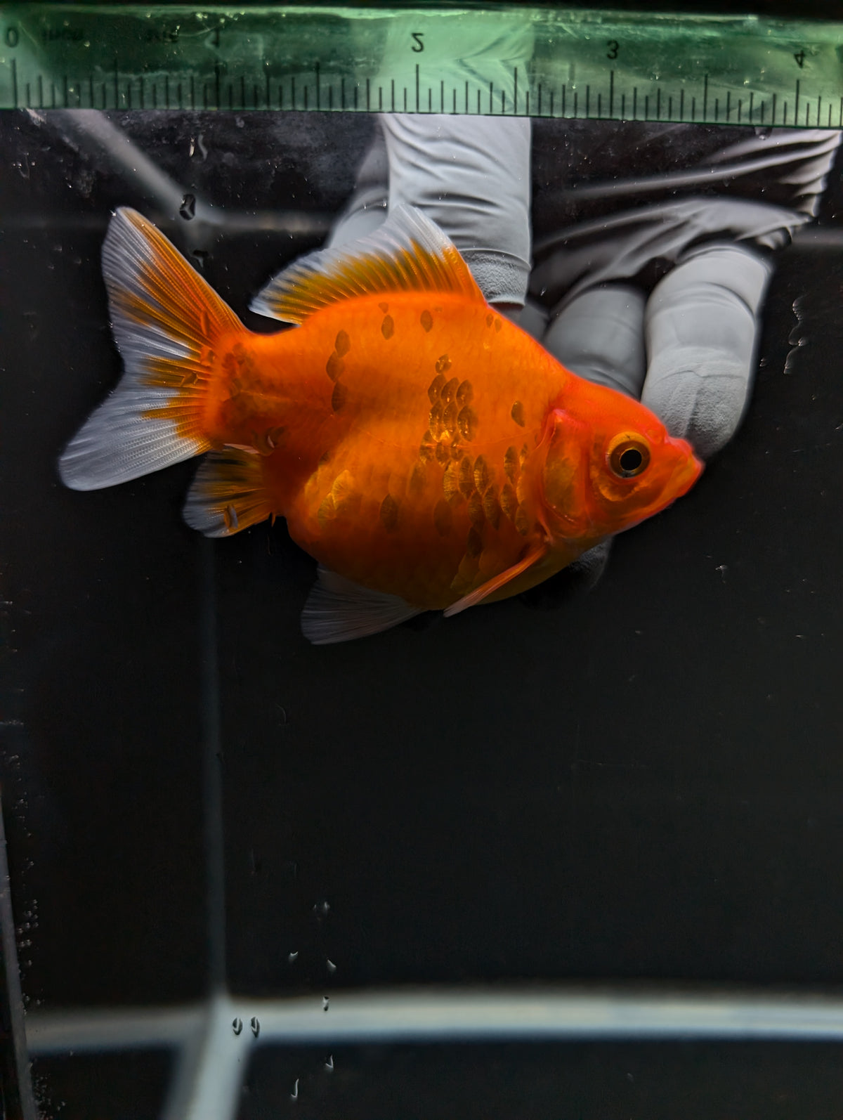 Tamasaba Sakura 3"-3.5" in. ID#1009TM1B-003