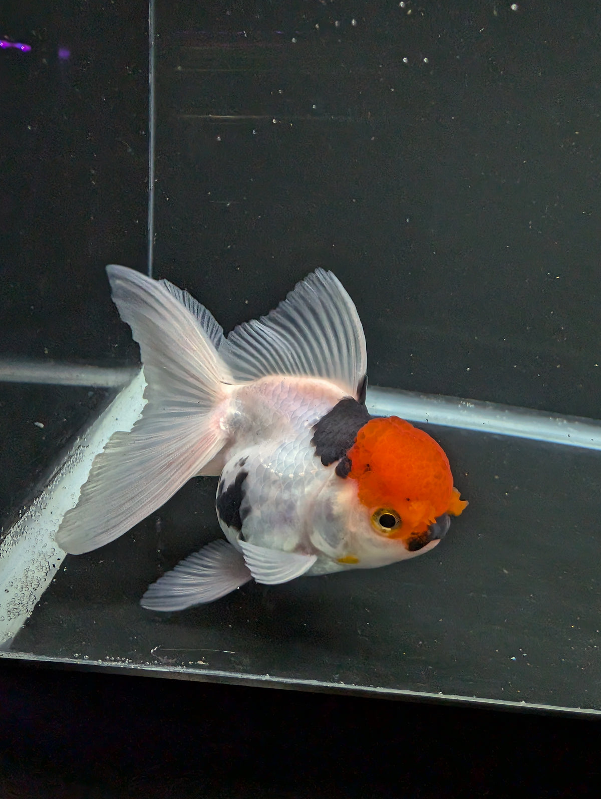 Thai Oranda Tricolor 4"-4.5"in.  ID#1016T1A-006