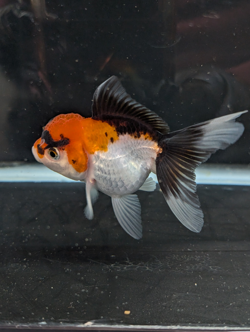 Juvenile Oranda Tricolor 3.5"-4" in.  ID#410T8A-017