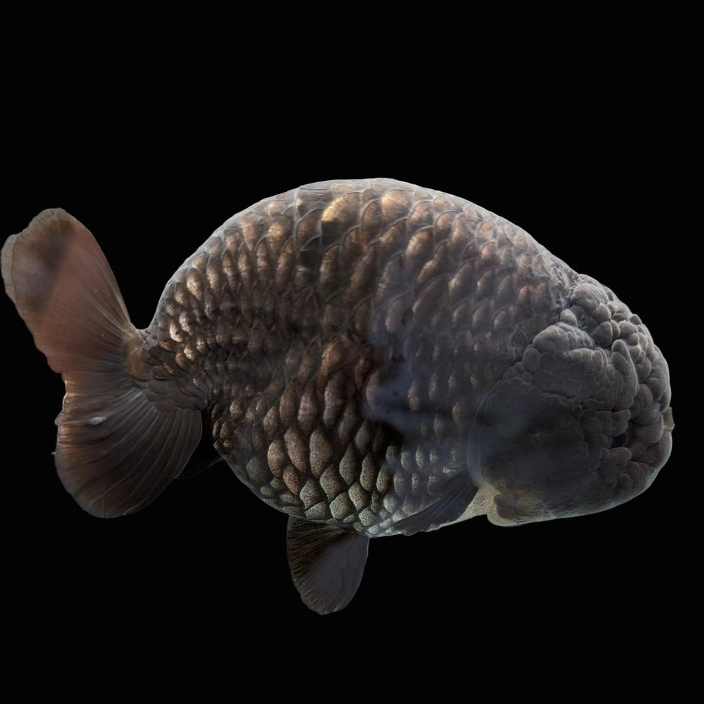 Jumbo Ranchu Dragon Scale Blue / Black 4.5"-5" in. ID#1009R8A-055
