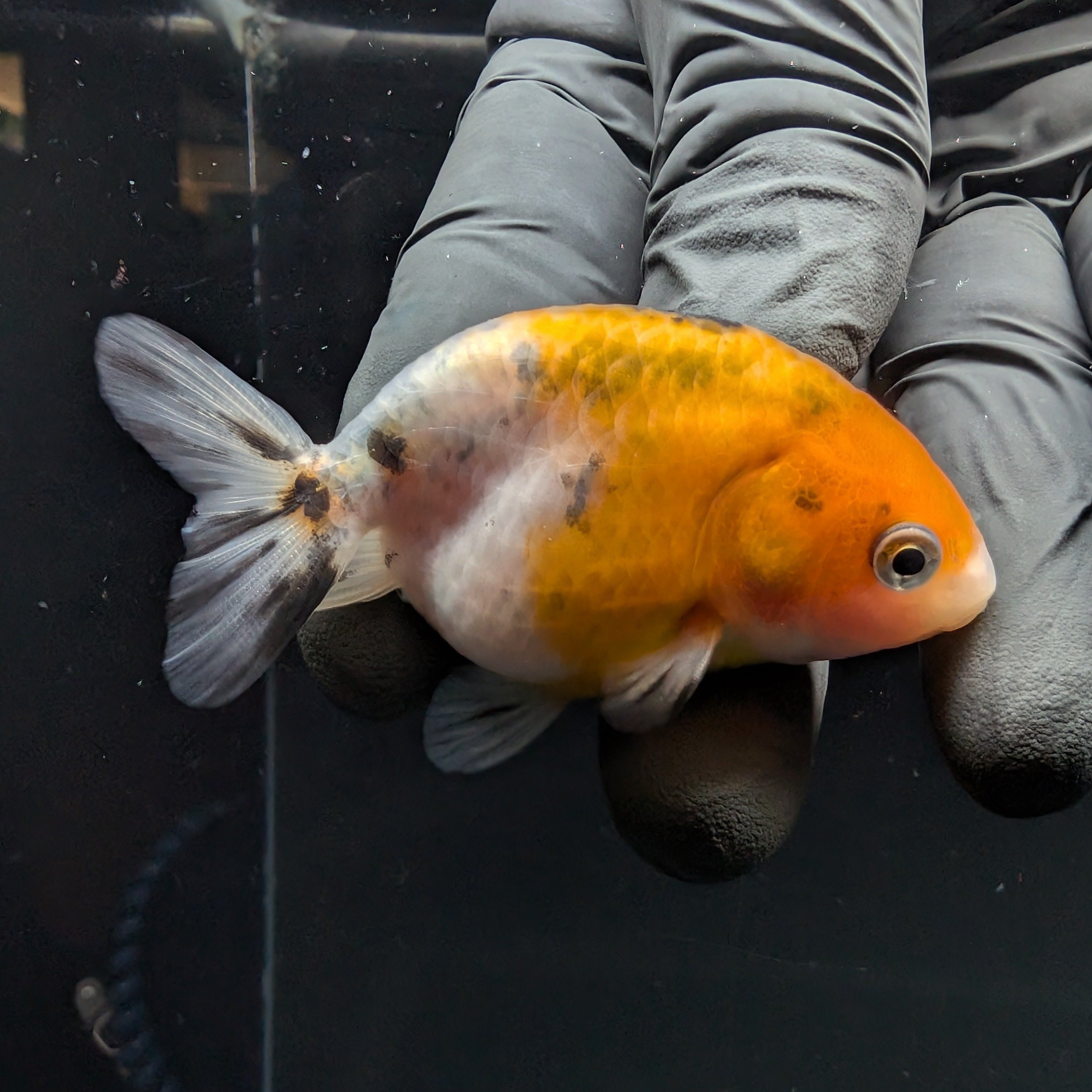 Ranchu Calico 2.5"-3" in. ID#717R4A-010