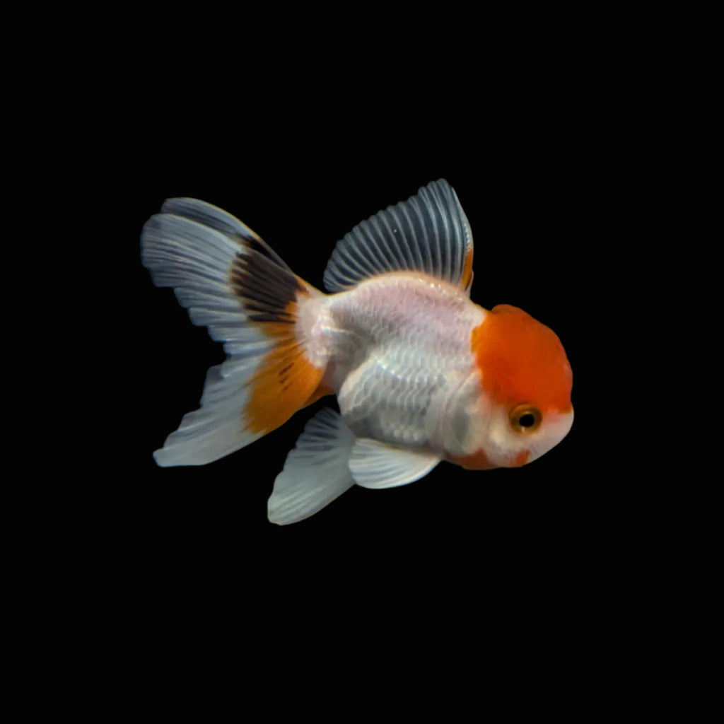 Juvenile Oranda Red Cap 3.5"-4" in.  ID#320T13b-005