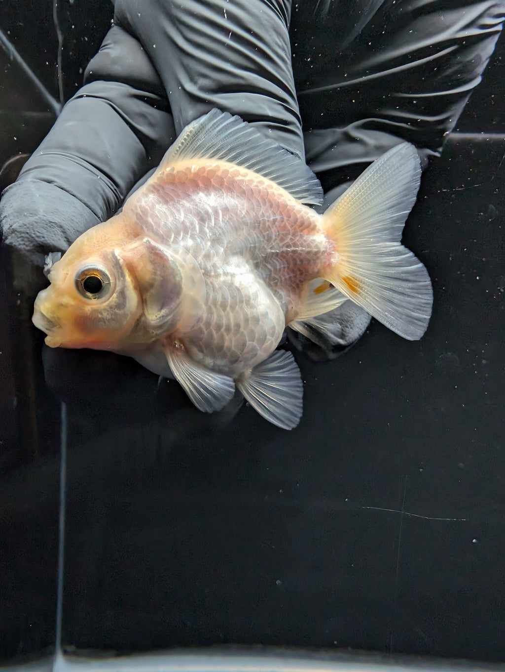 Baby Thai Shogun Oranda White 2"-2.5" in. ID#1016BSG11A-008