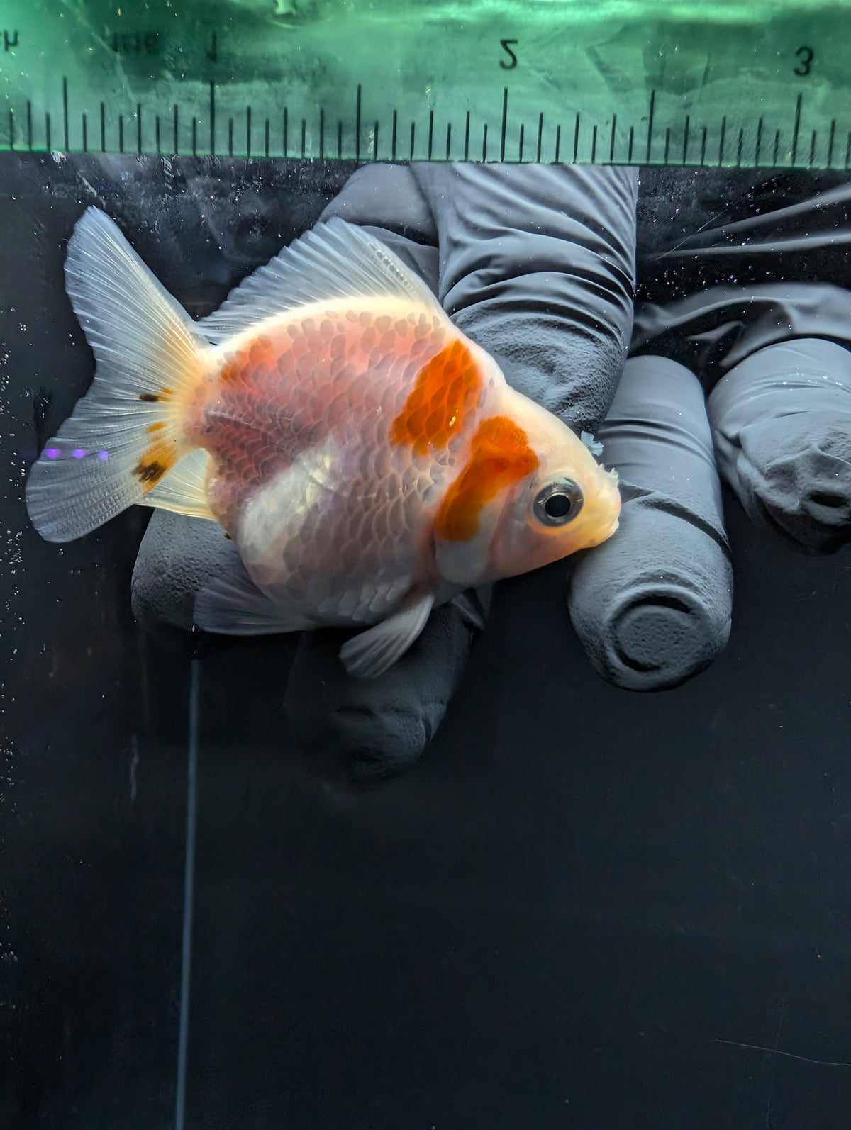 Baby Thai Shogun Oranda Red White 2"-2.5" in. ID#1016BSG11A-004