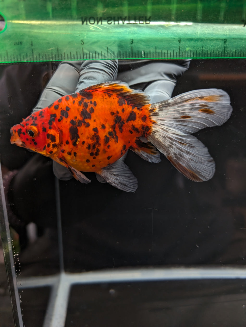 Tamasaba Calico 4" in. ID#1023TM1B-023