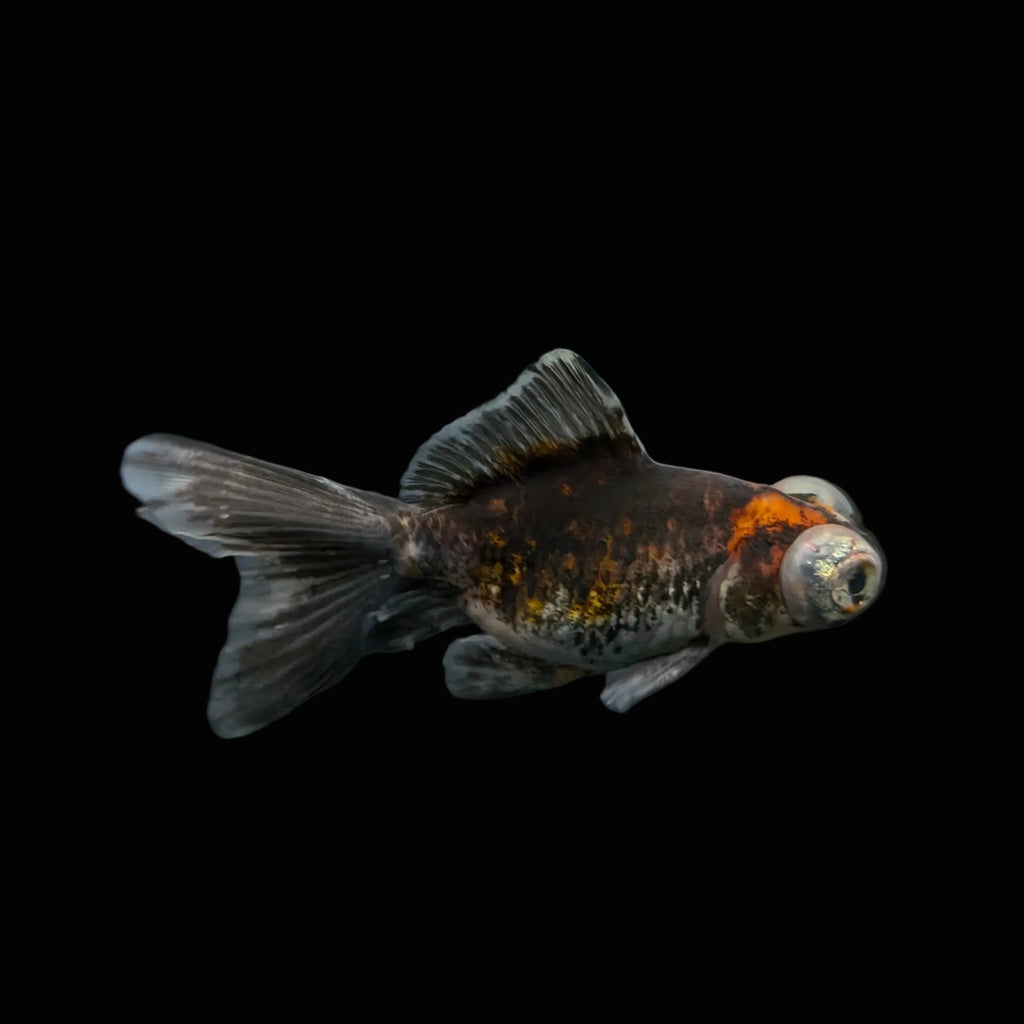 Telescope Butterfly Kirin Calico 3.5"-4" in. ID#515B4A-023 Please See Notes.