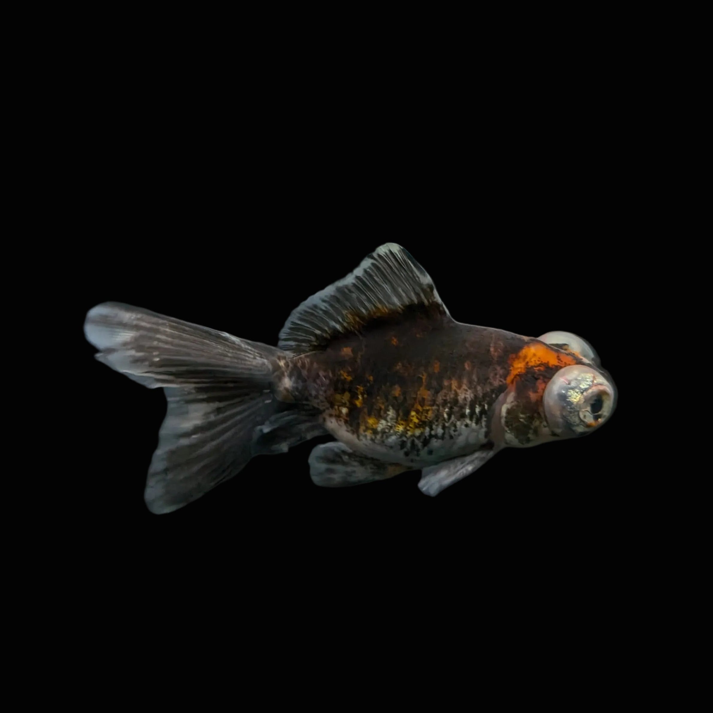 Telescope Butterfly Kirin Calico 3.5"-4" in. ID#515B4A-023 Please See Notes.