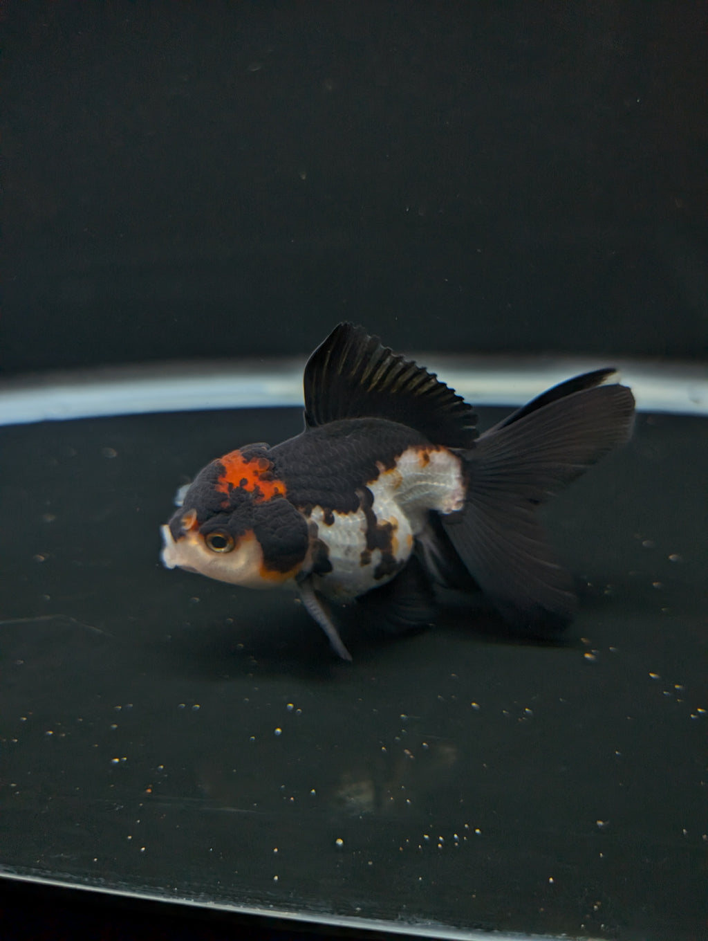 Thai Juvenile Oranda Tricolor 3"-3.5" in.  ID#717T1A-001