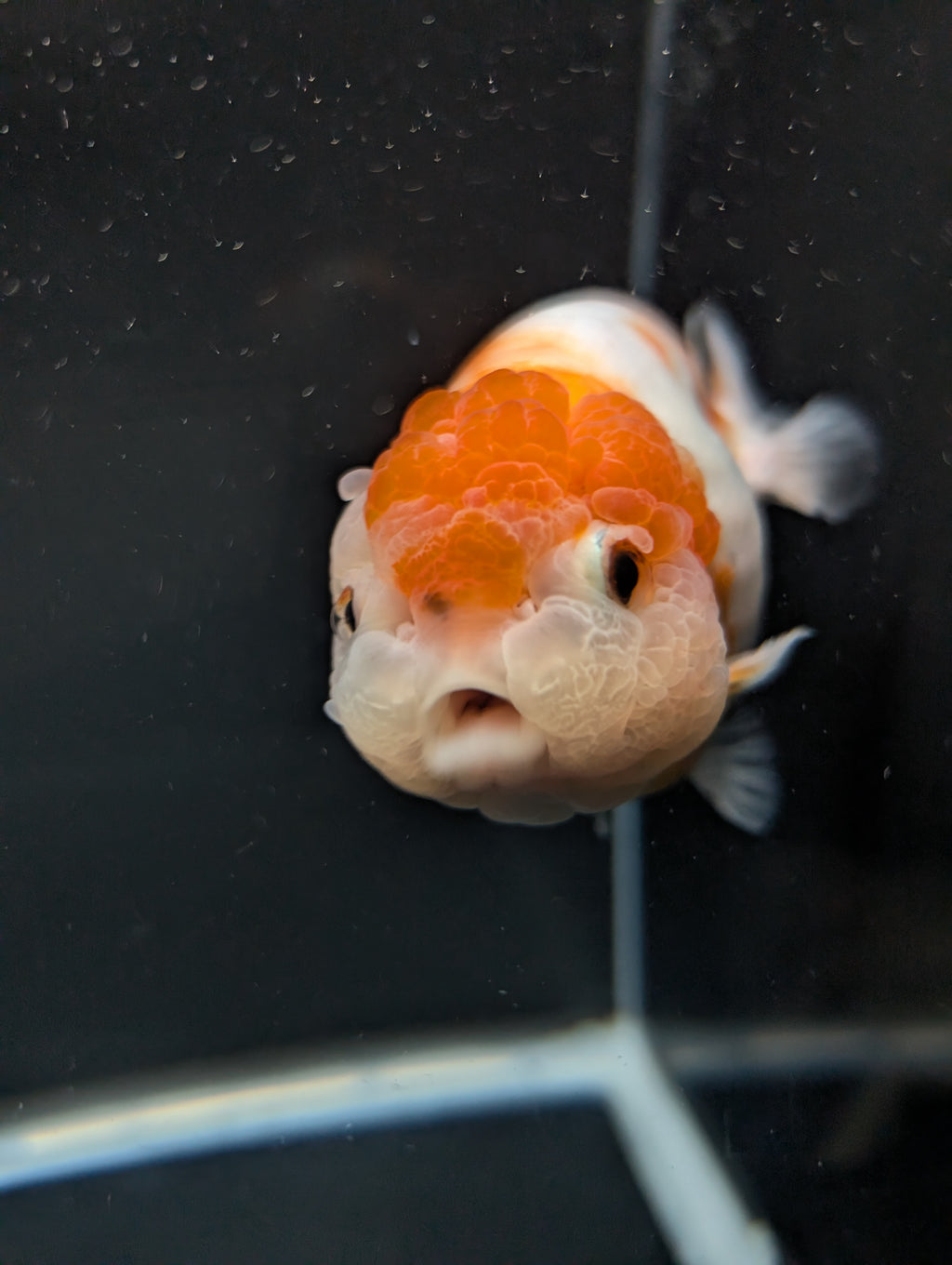 Jumbo Ranchu Sakura 4.5"-5" in. ID#828R8A-054