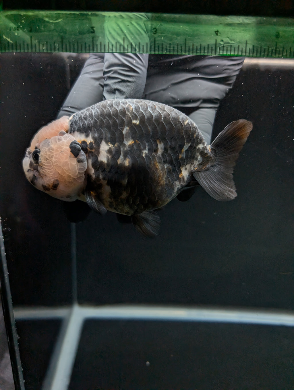 Jumbo Ranchu Heavy Ink Calico 4.5"-5" in. ID#828R8A-053