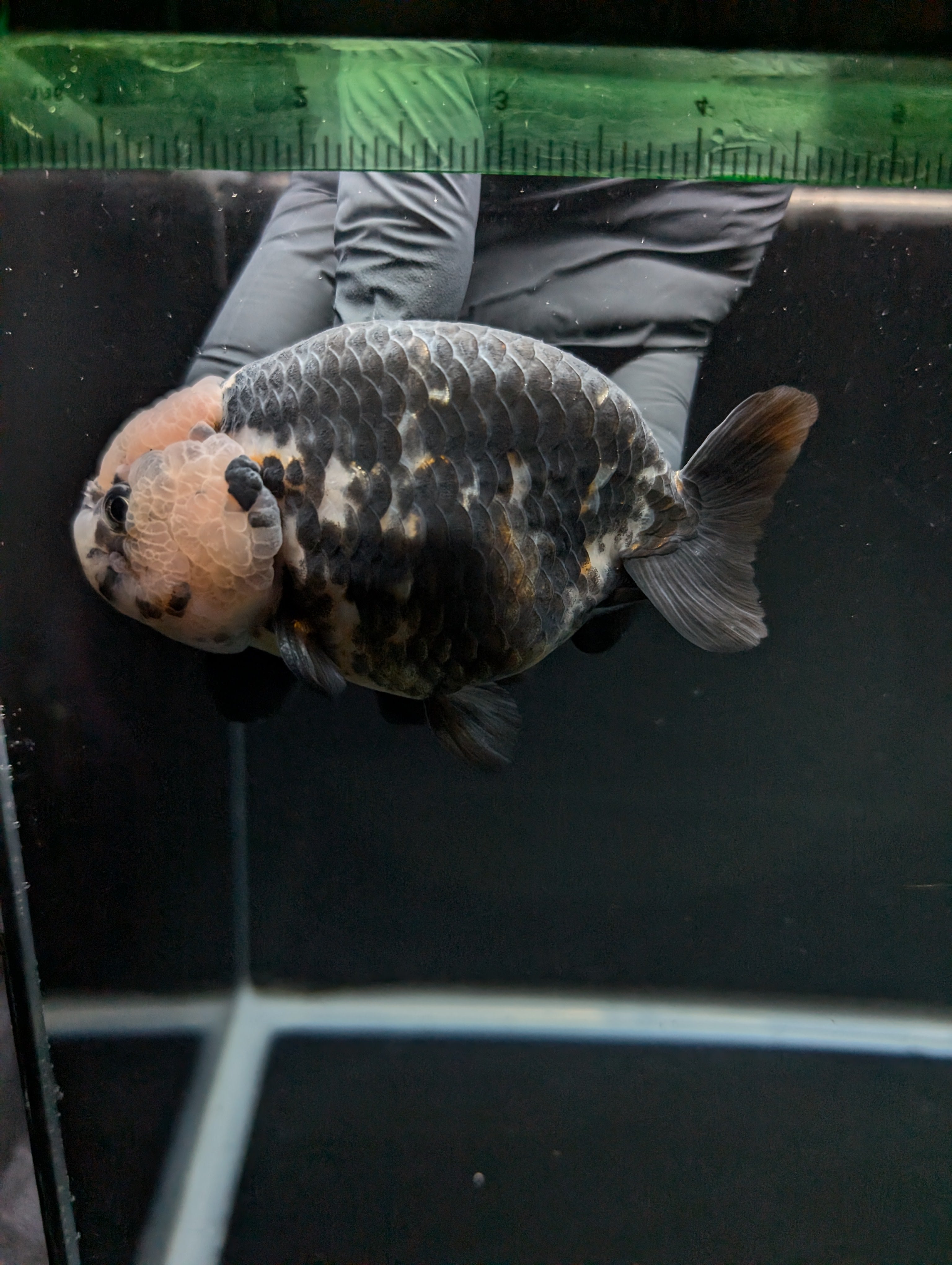 Jumbo Ranchu Heavy Ink Calico 4.5"-5" in. ID#828R8A-053