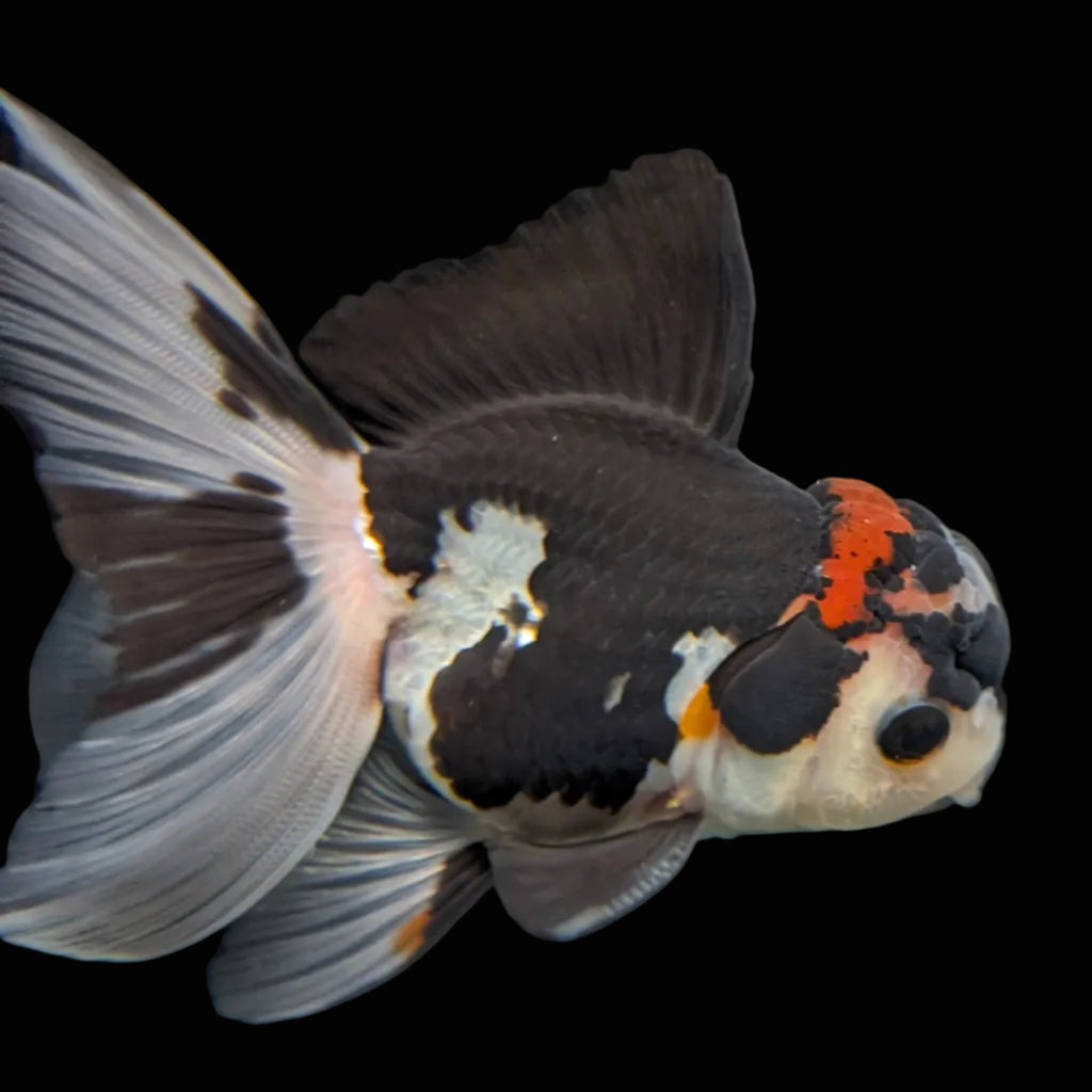 Thai Juvenile Oranda Tricolor 3.5"-4"in.  ID#731T1A-053