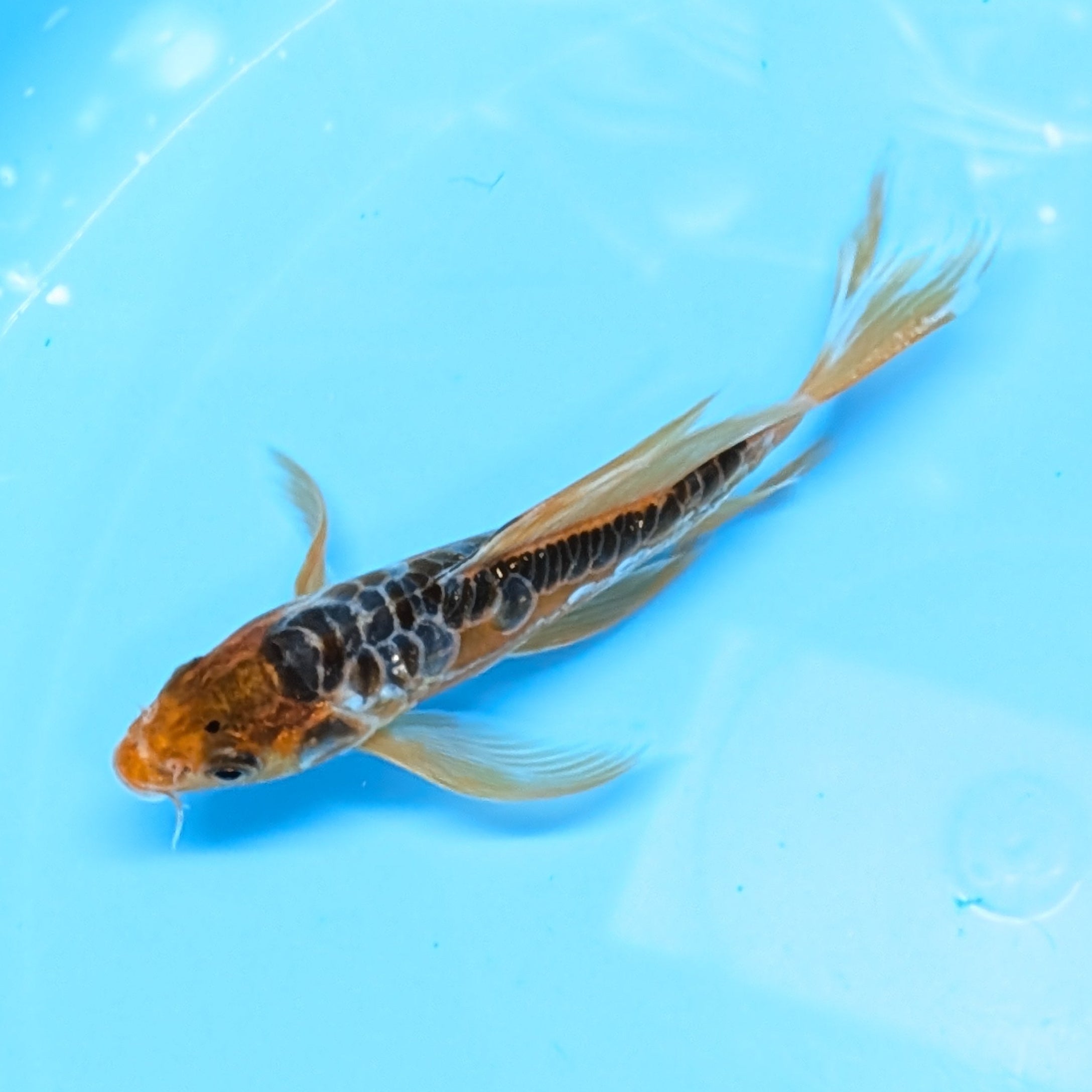 Aragoke Ochiba Butterfly Koi  5"-6" in. ID#727BFK-008