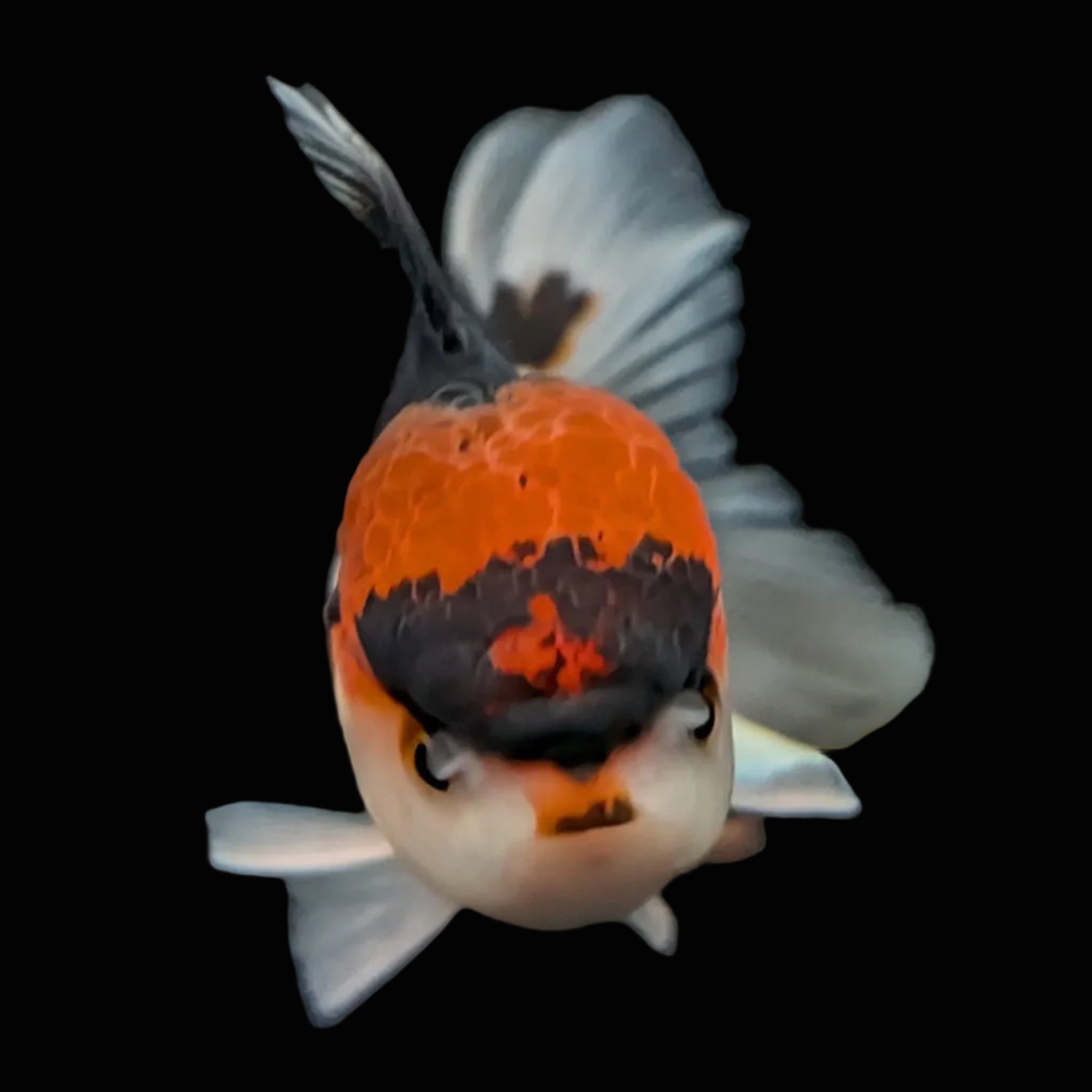 Juvenile Oranda Tricolor 3.5"-4" in.  ID#424T1A-006