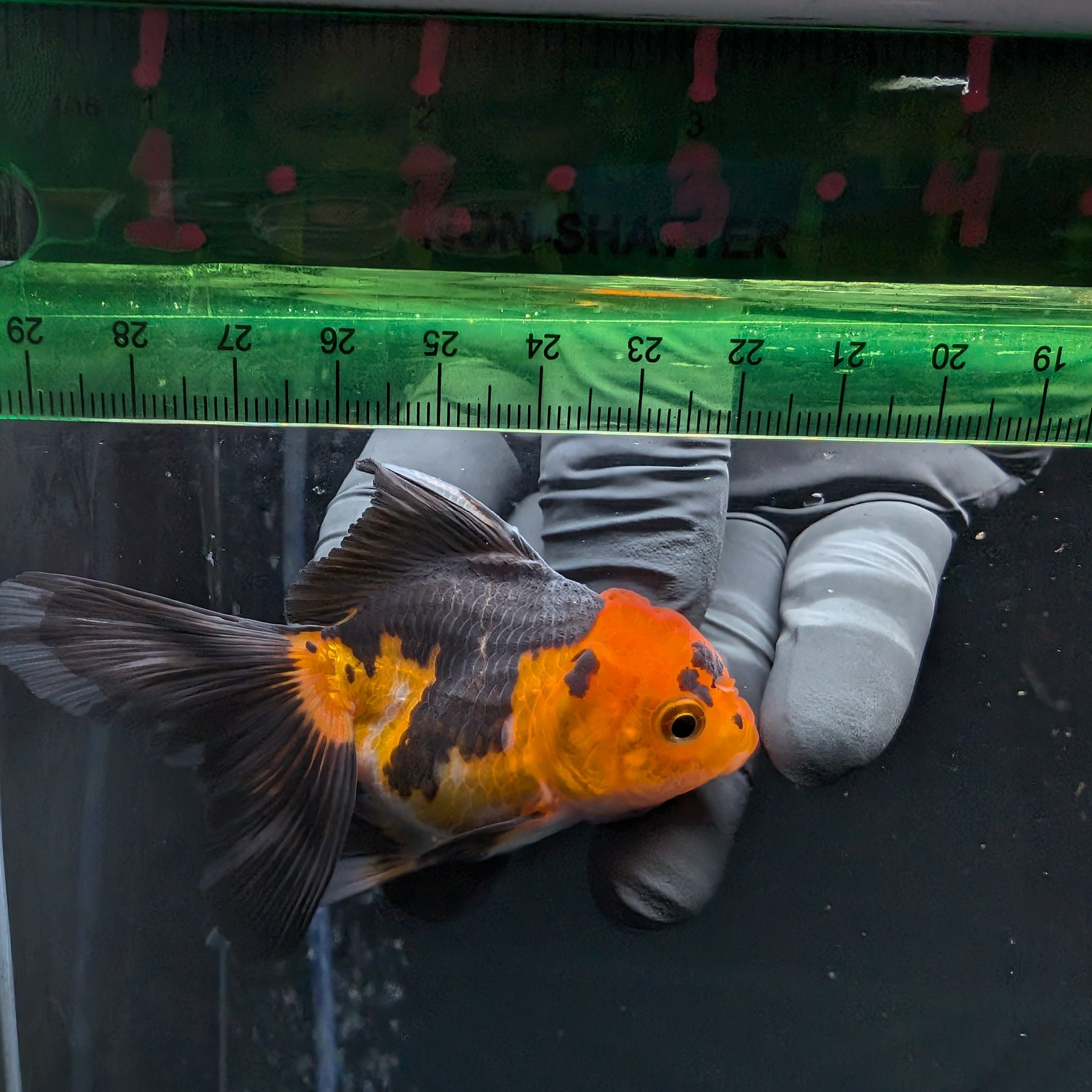 Thai Juvenile Oranda Tricolor 3"-3.5" in.  ID#626T1A-006