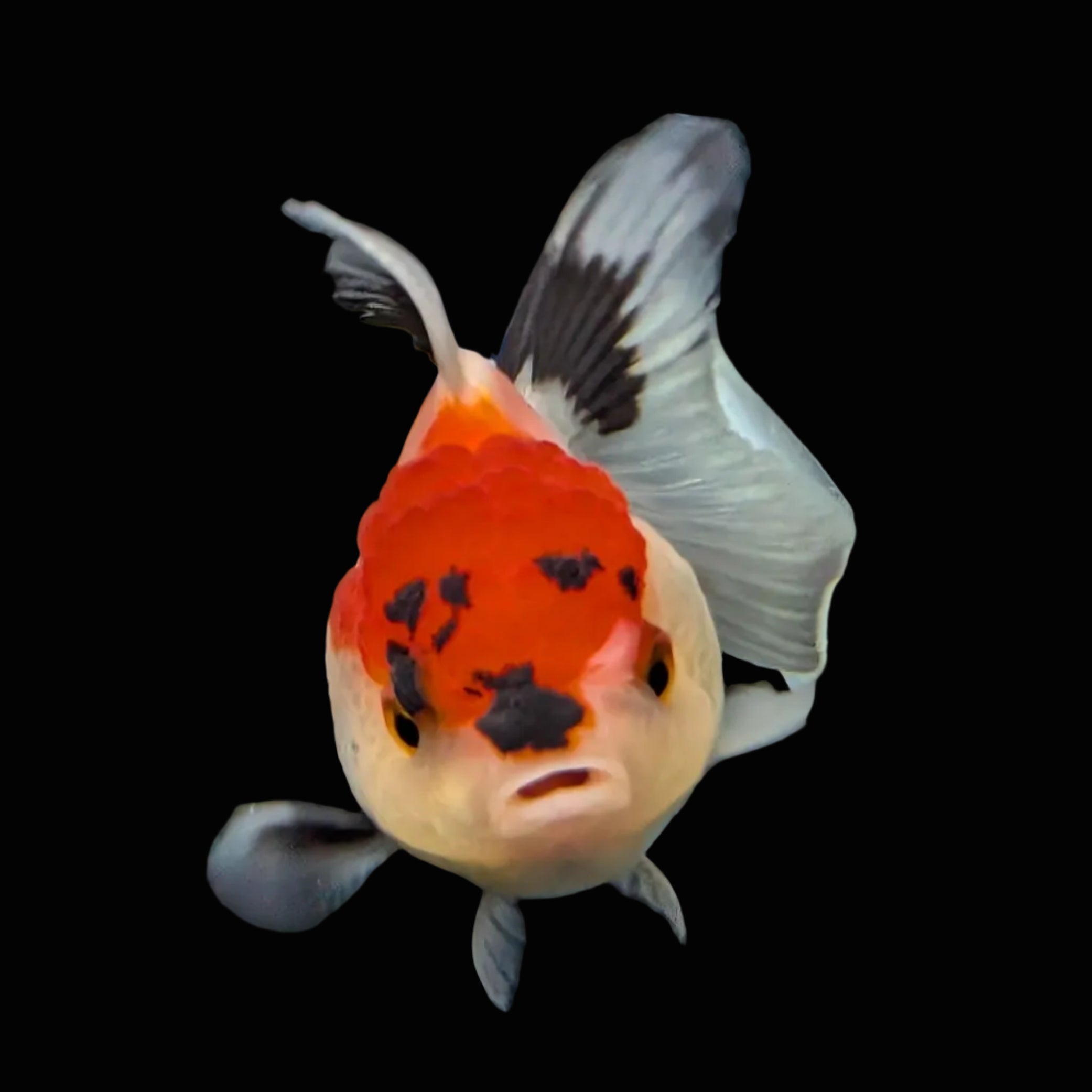 Juvenile Oranda Tricolor 3.5"-4" in.  ID#424T1A-007