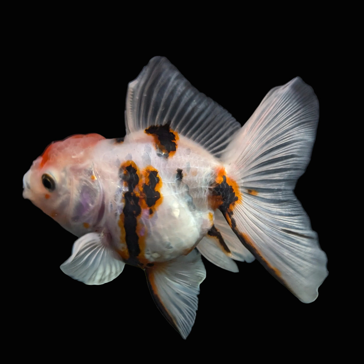 Thai Oranda White Tiger Calico 4"-4.5"in.  ID#1016T1A-002