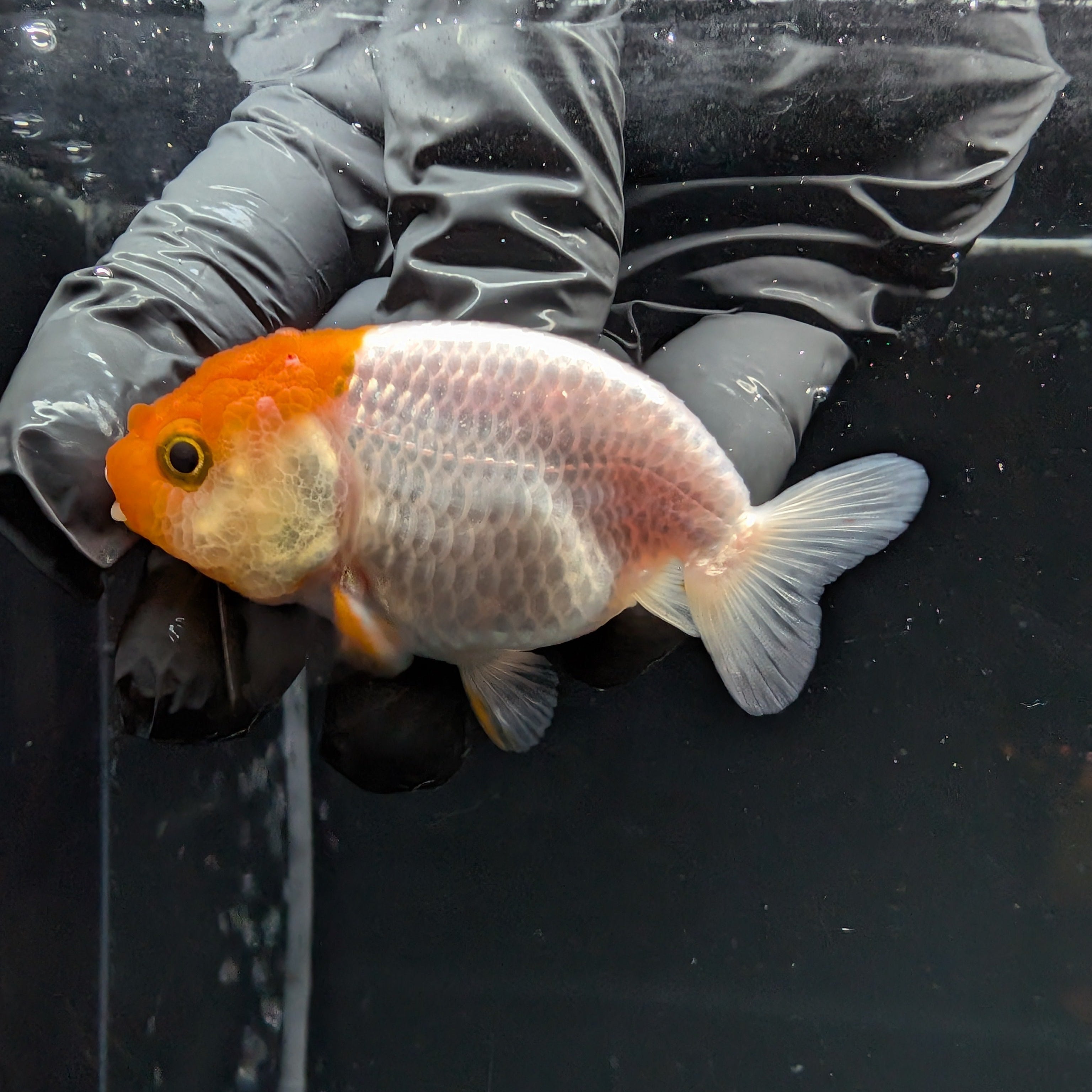 Baby Ranchu Red White 2.5"-3" in. ID#515R4A-010