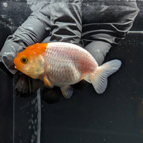 Baby Ranchu Red White 2.5"-3" in. ID#515R4A-010