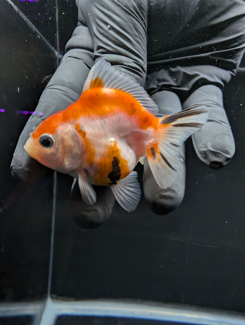 Baby Thai Shogun Oranda Tricolor 2"-2.5" in. ID#1016BSG11A-010