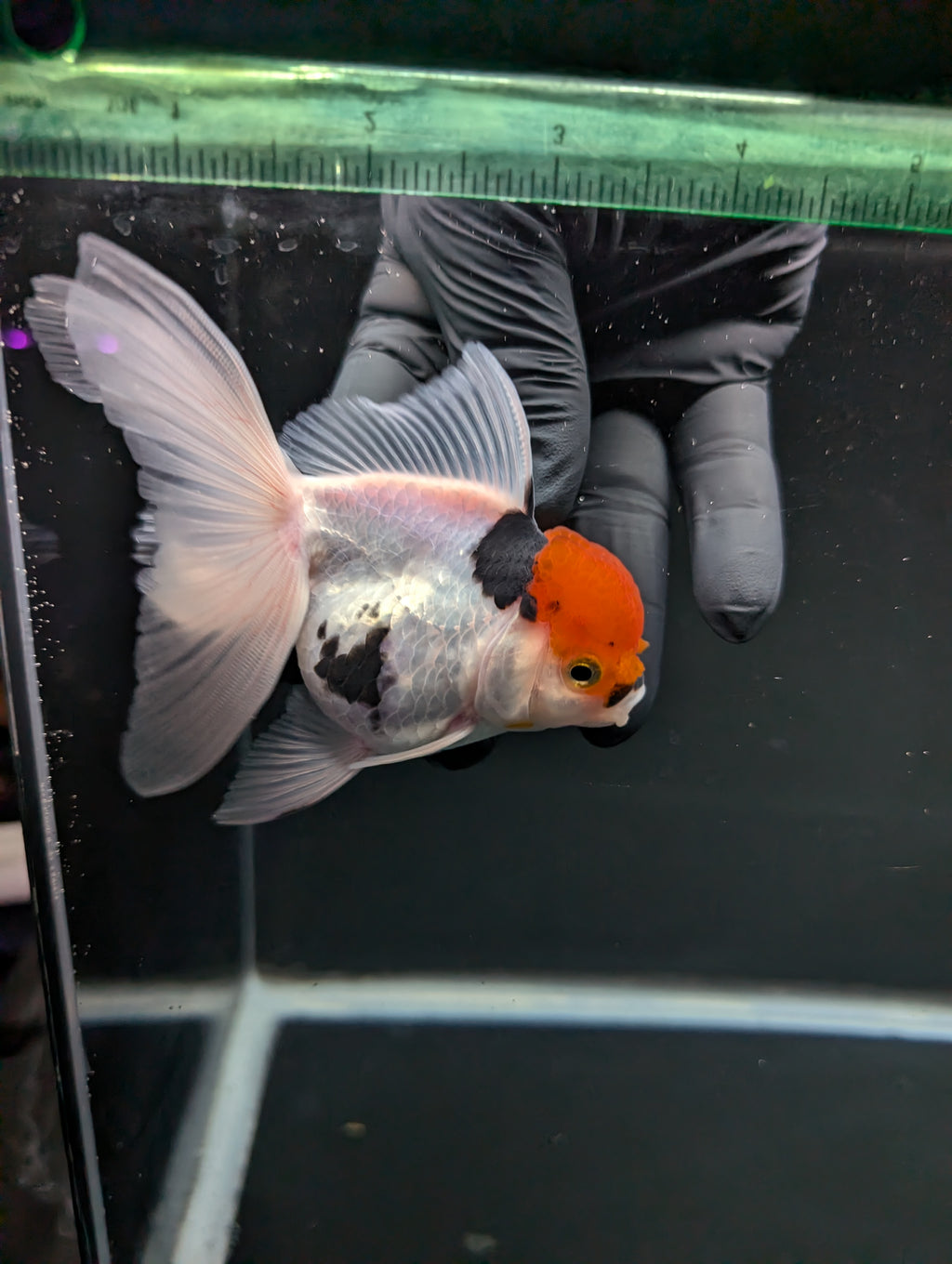 Thai Oranda Tricolor 4"-4.5"in.  ID#1016T1A-006