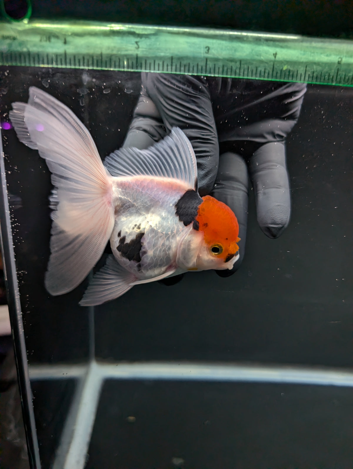 Thai Oranda Tricolor 4"-4.5"in.  ID#1016T1A-006