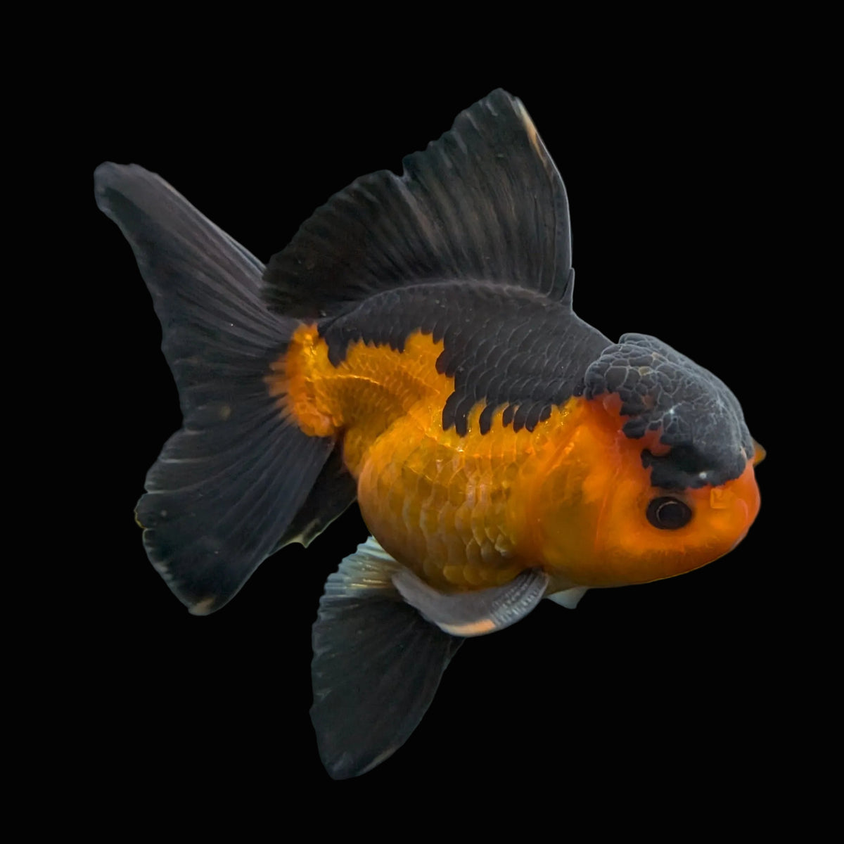 Thai Oranda Red Black 4"-4.5"in.  ID#1016T1A-004
