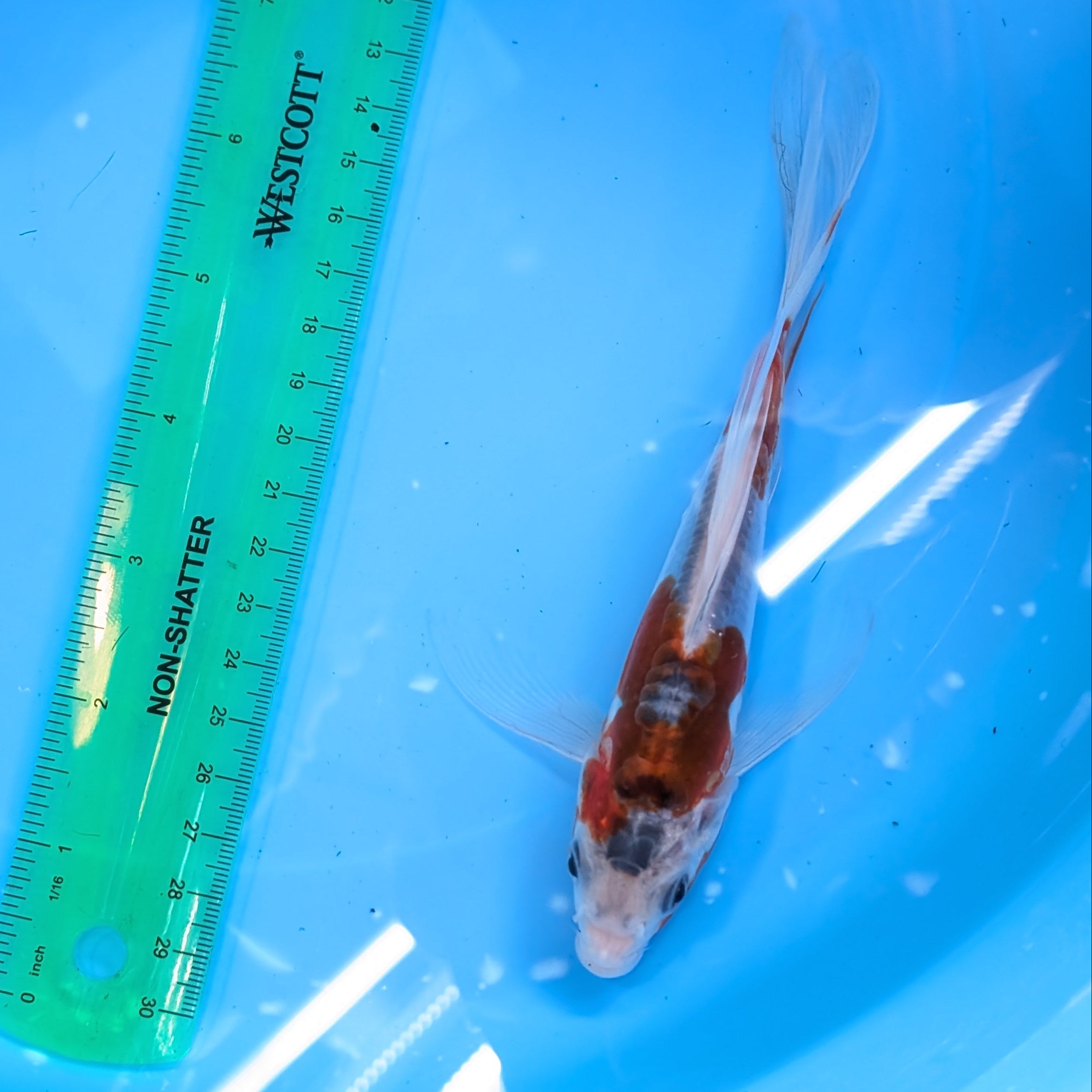 Shusui Butterfly Koi  6"-7'in. ID#727BFK-002