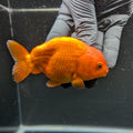 Ranchu Red White 4"in. ID#828R4A-026