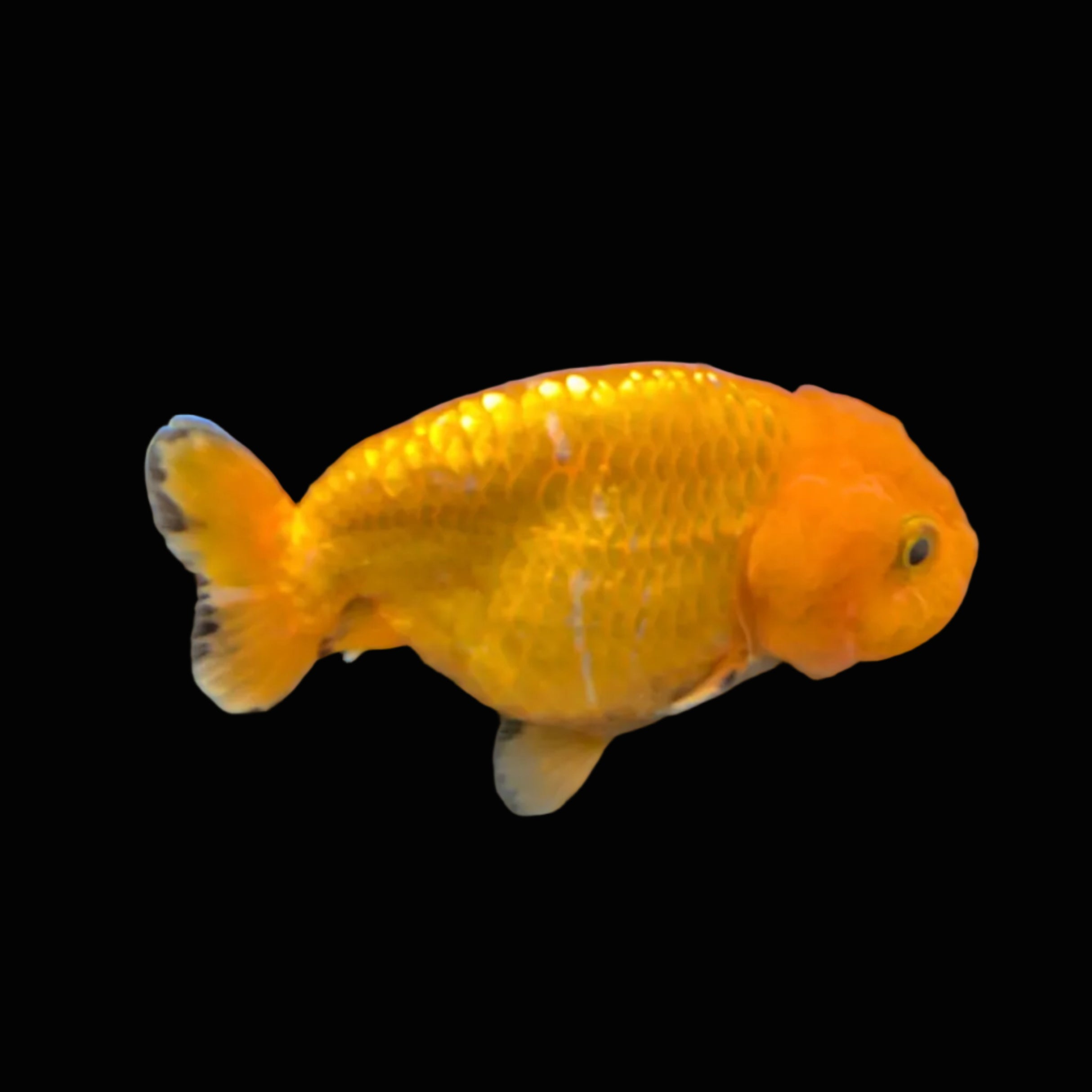 Ranchu Red White 3"-3.5" in. ID#3201A-004