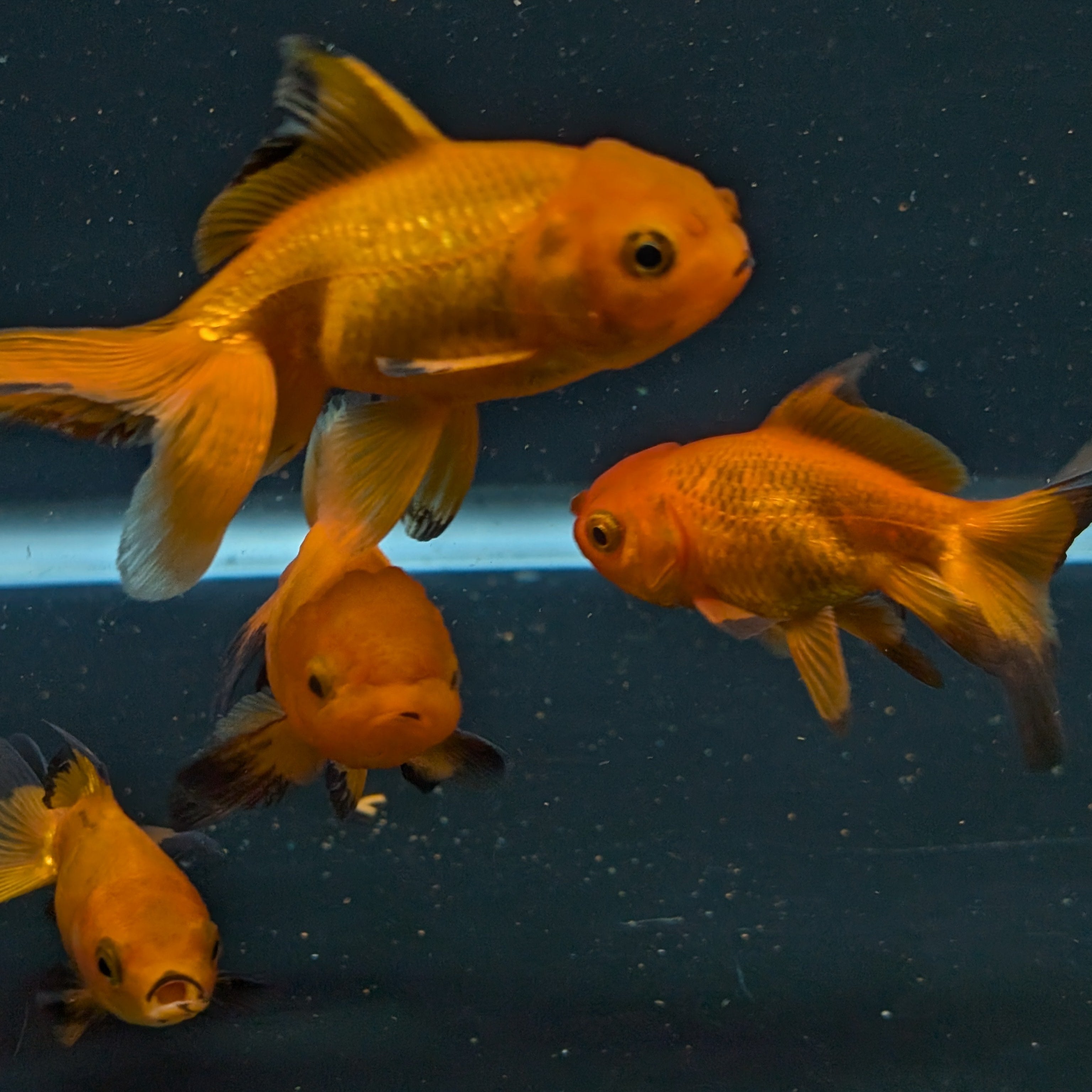 Oranda Red Black *Assorted 2.5"-3" in.