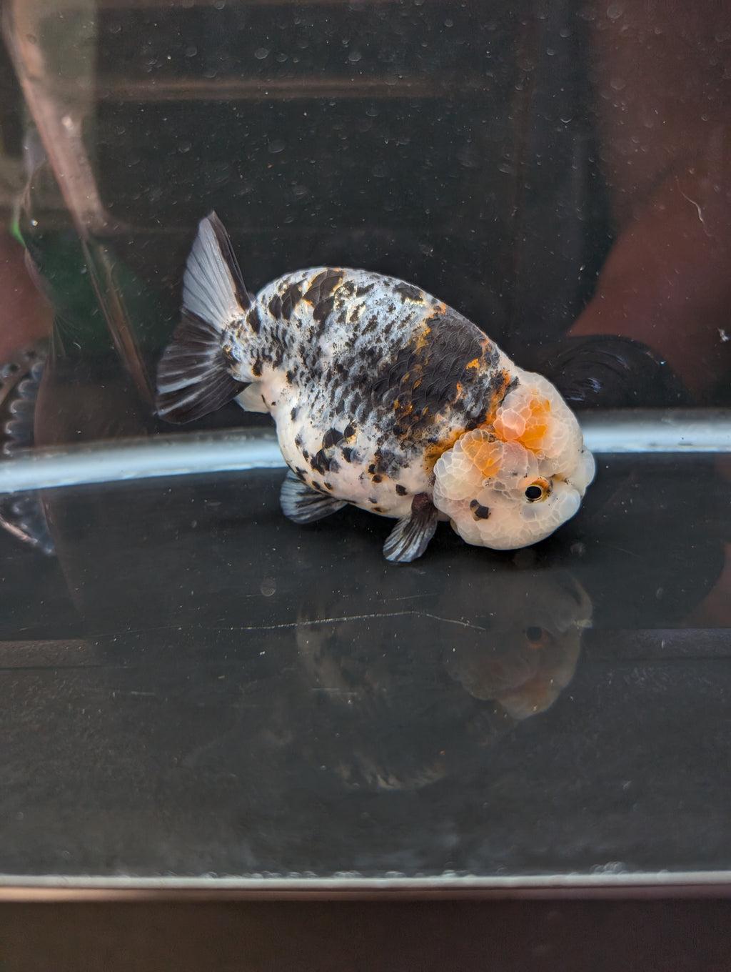 Jumbo Ranchu Kirin Calico 4.5"-5" in. ID#814R8A-024