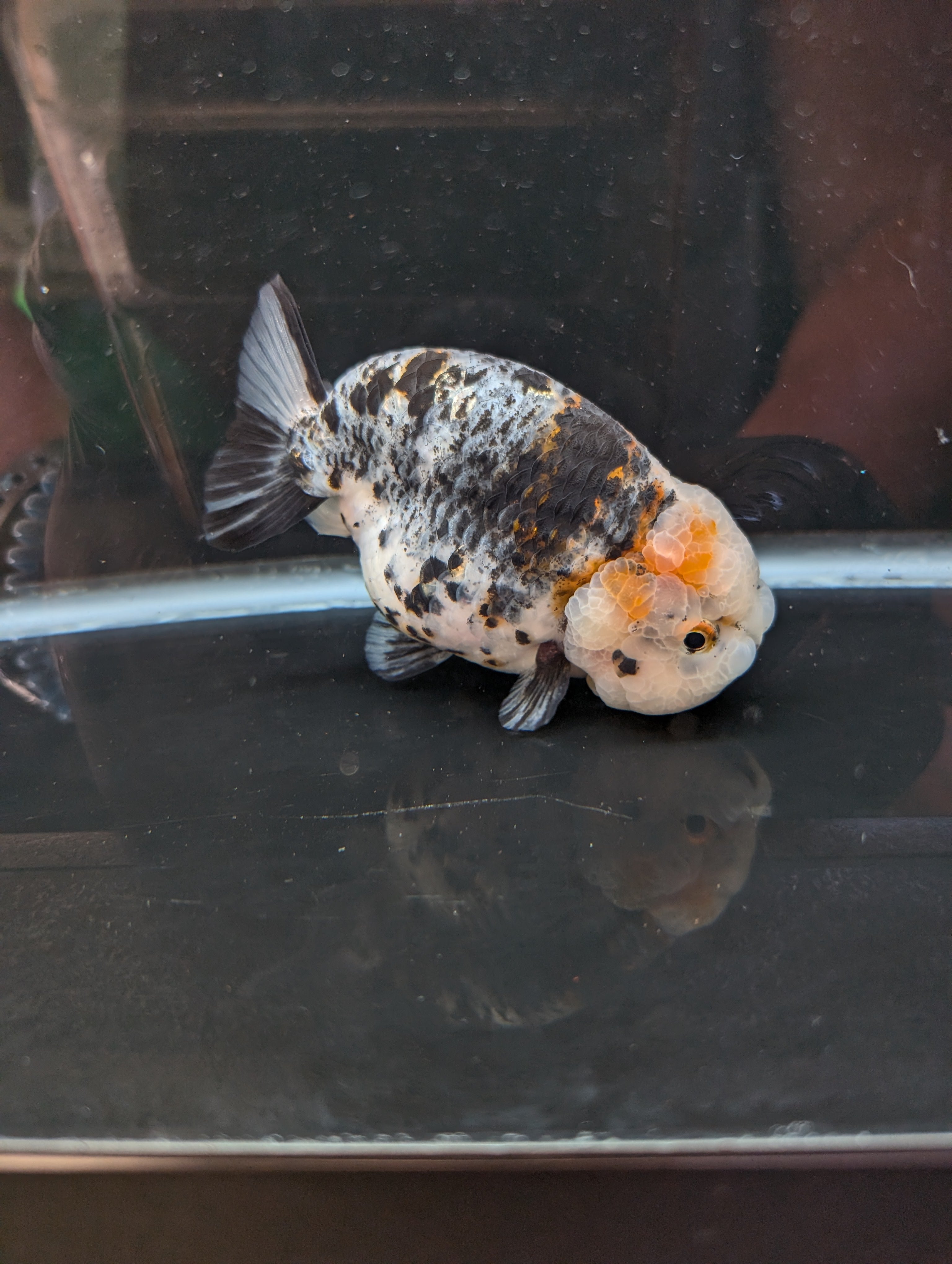 Jumbo Ranchu Kirin Calico 4.5"-5" in. ID#814R8A-024