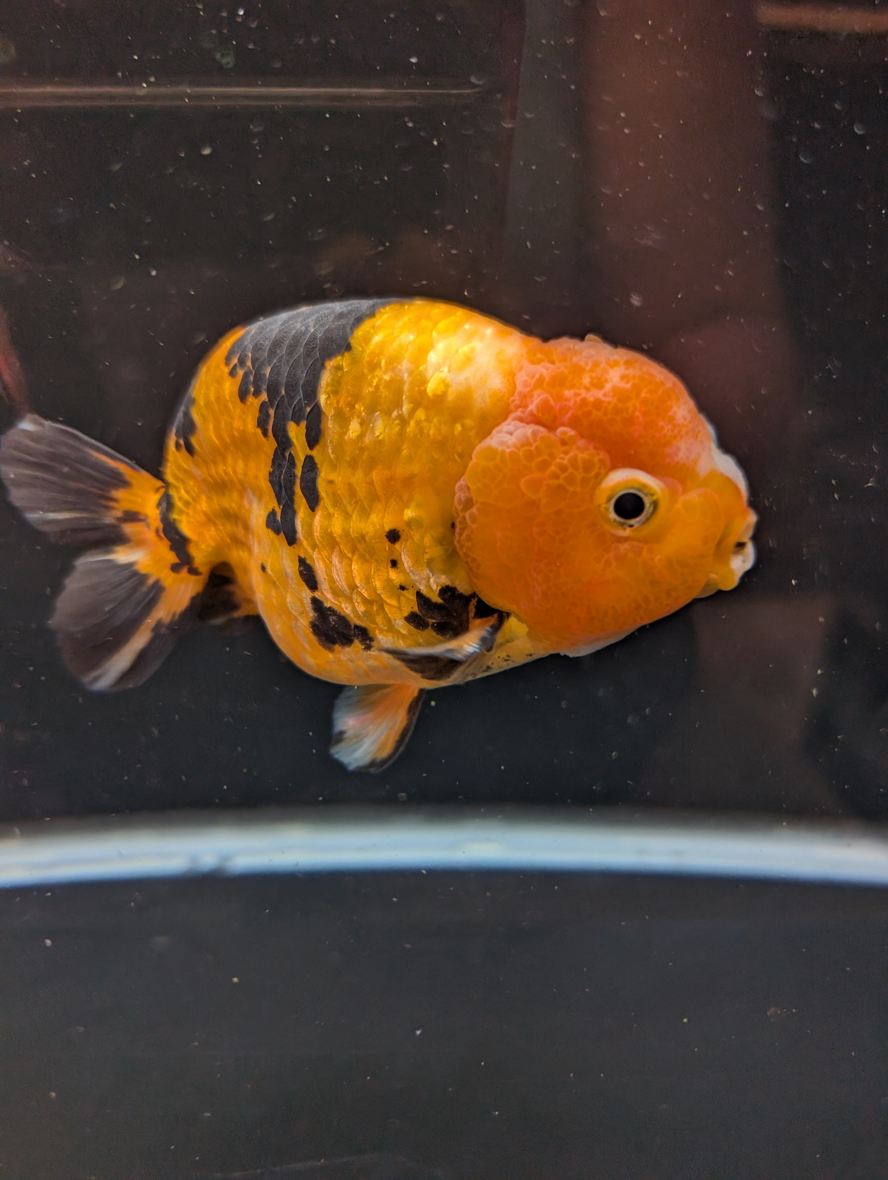 Jumbo Ranchu Calico 4.5"-5" in. ID#821R8A-034