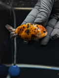 Ranchu Calico 3"-3.5" in. ID#529R4A-058