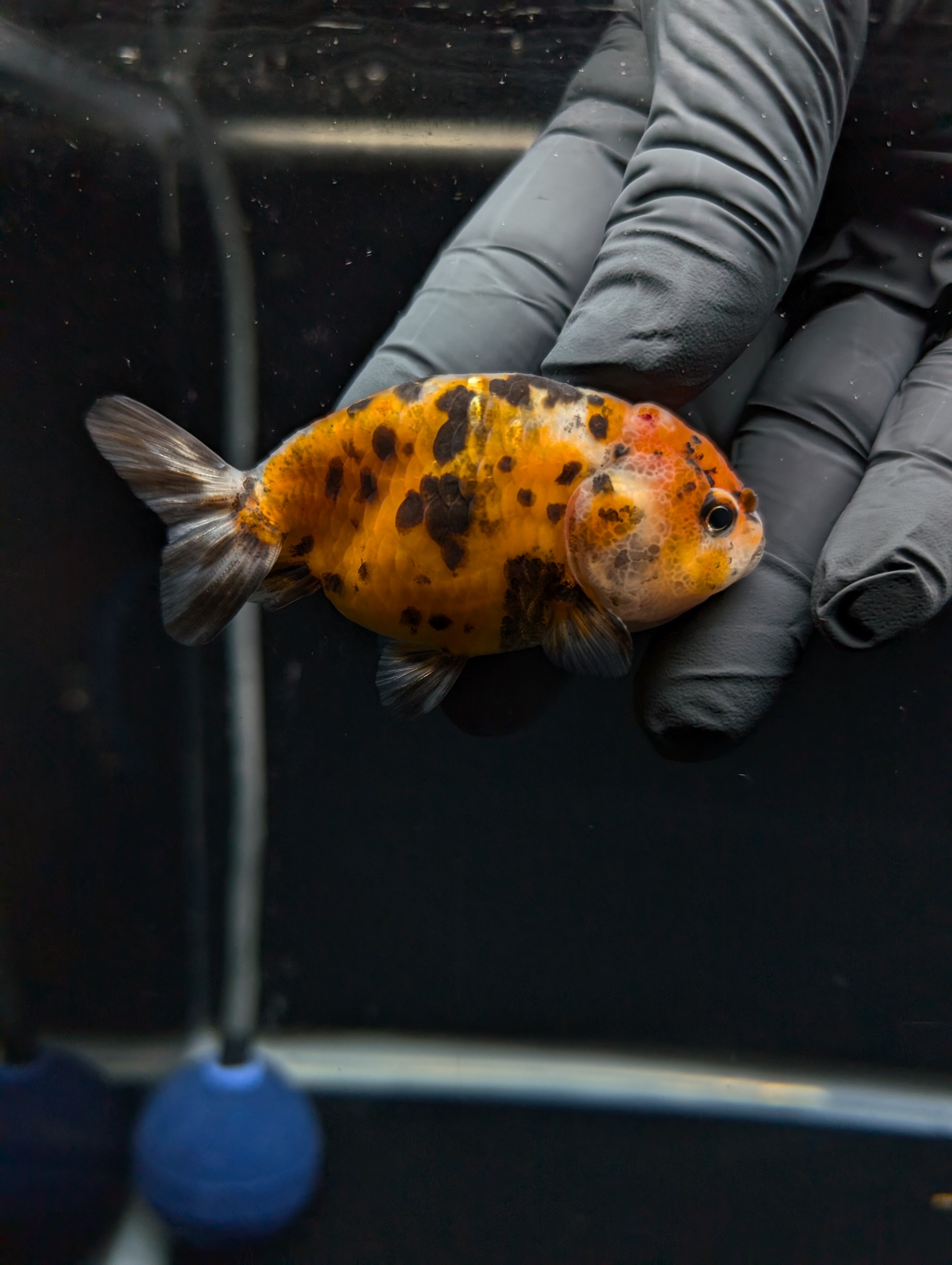 Ranchu Calico 3"-3.5" in. ID#529R4A-058