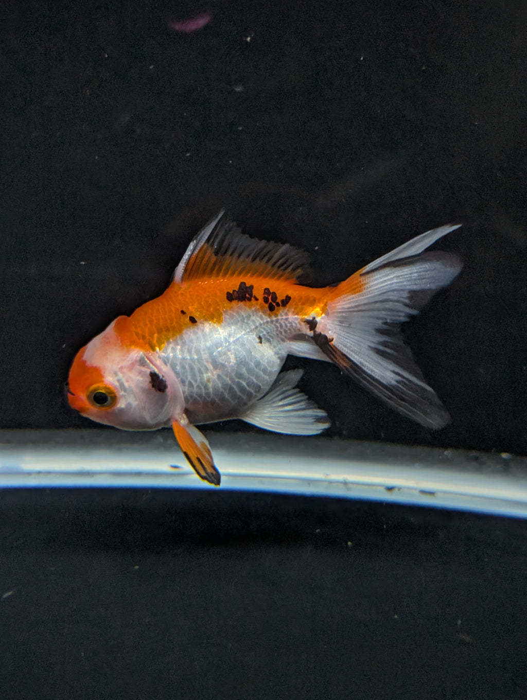 Juvenile Oranda  Tricolor 3"-3.5"in.  ID#619T1A-004
