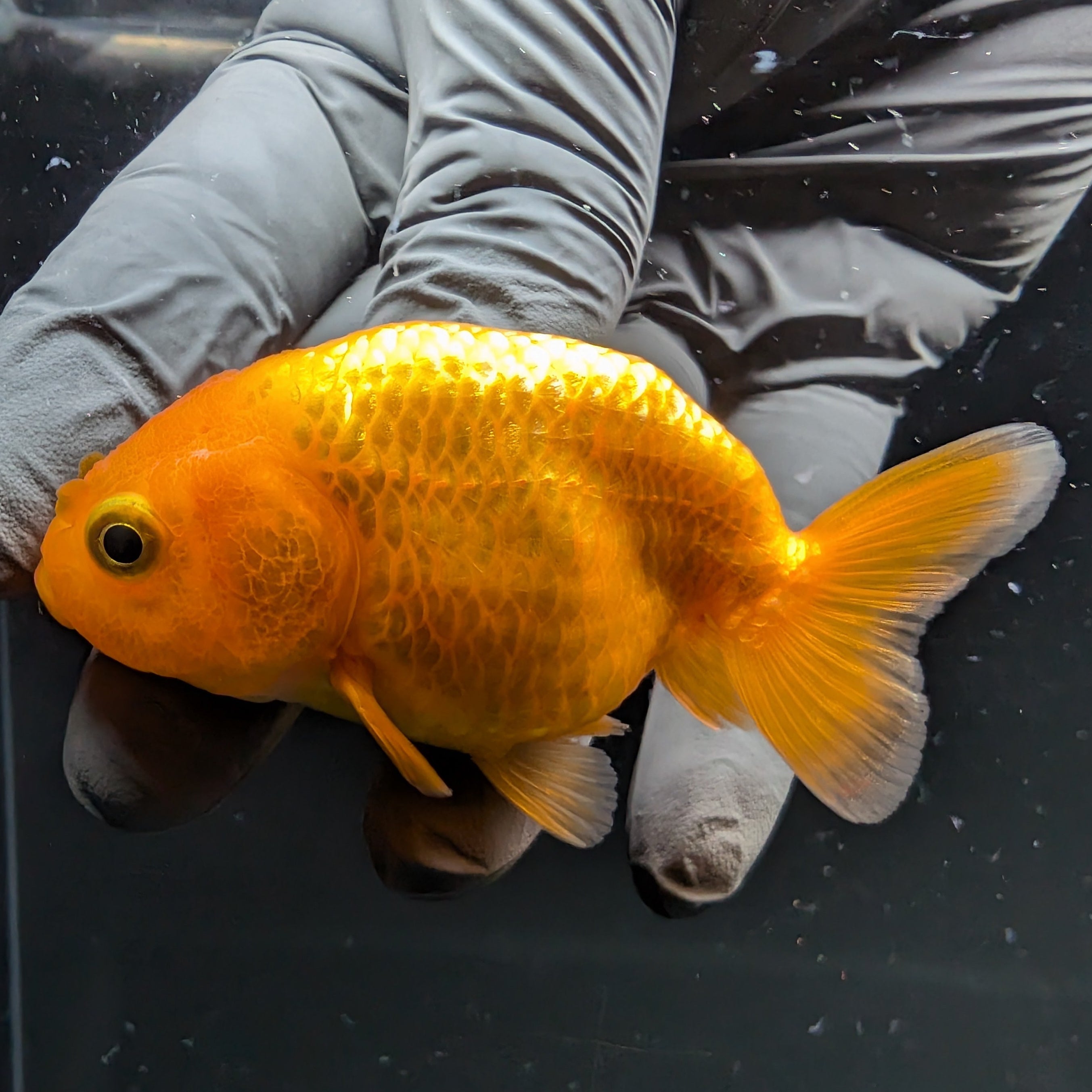Ranchu Red White 2.5"-3" in. ID#724R4A-032