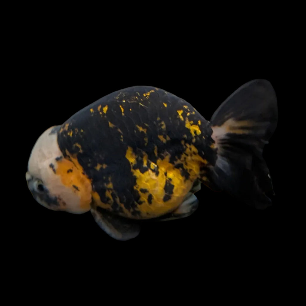 Jumbo Ranchu AA Grade *Special Color Calico 5" in. ID#116R4B-07