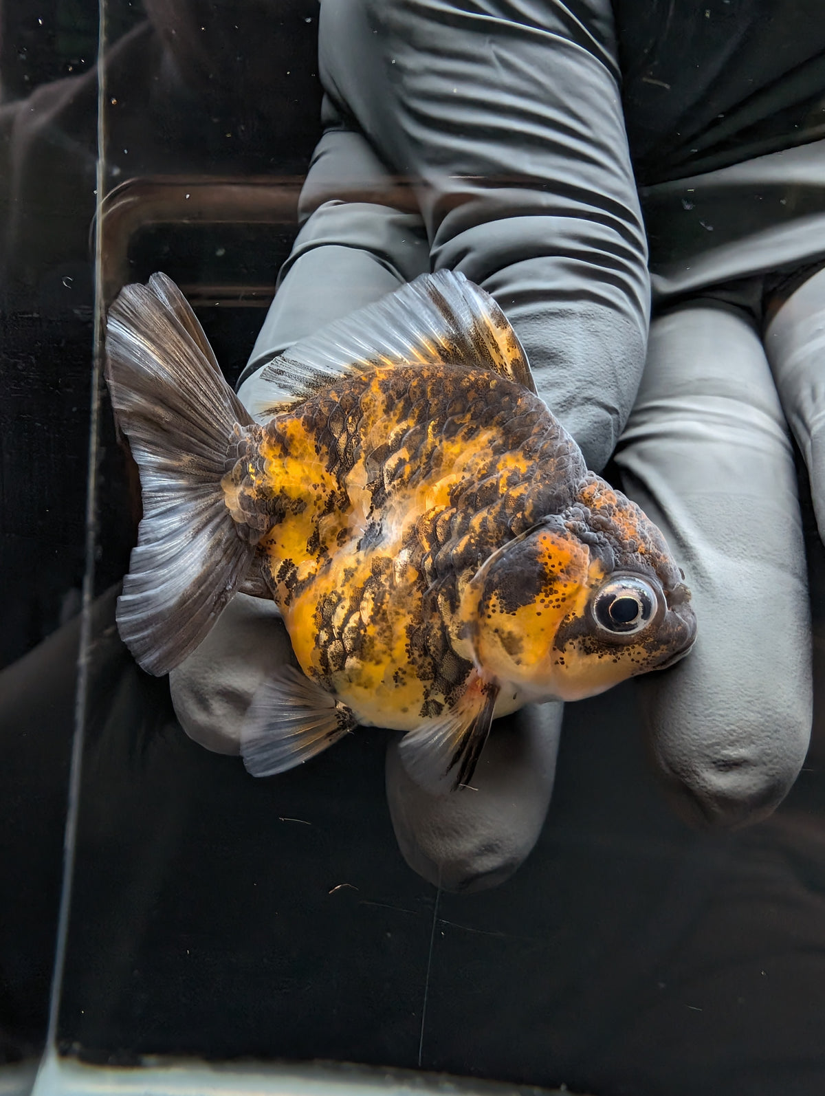 Baby Thai Shogun Oranda Tiger Calico 2"-2.5" in. ID#1023BSG11A-030