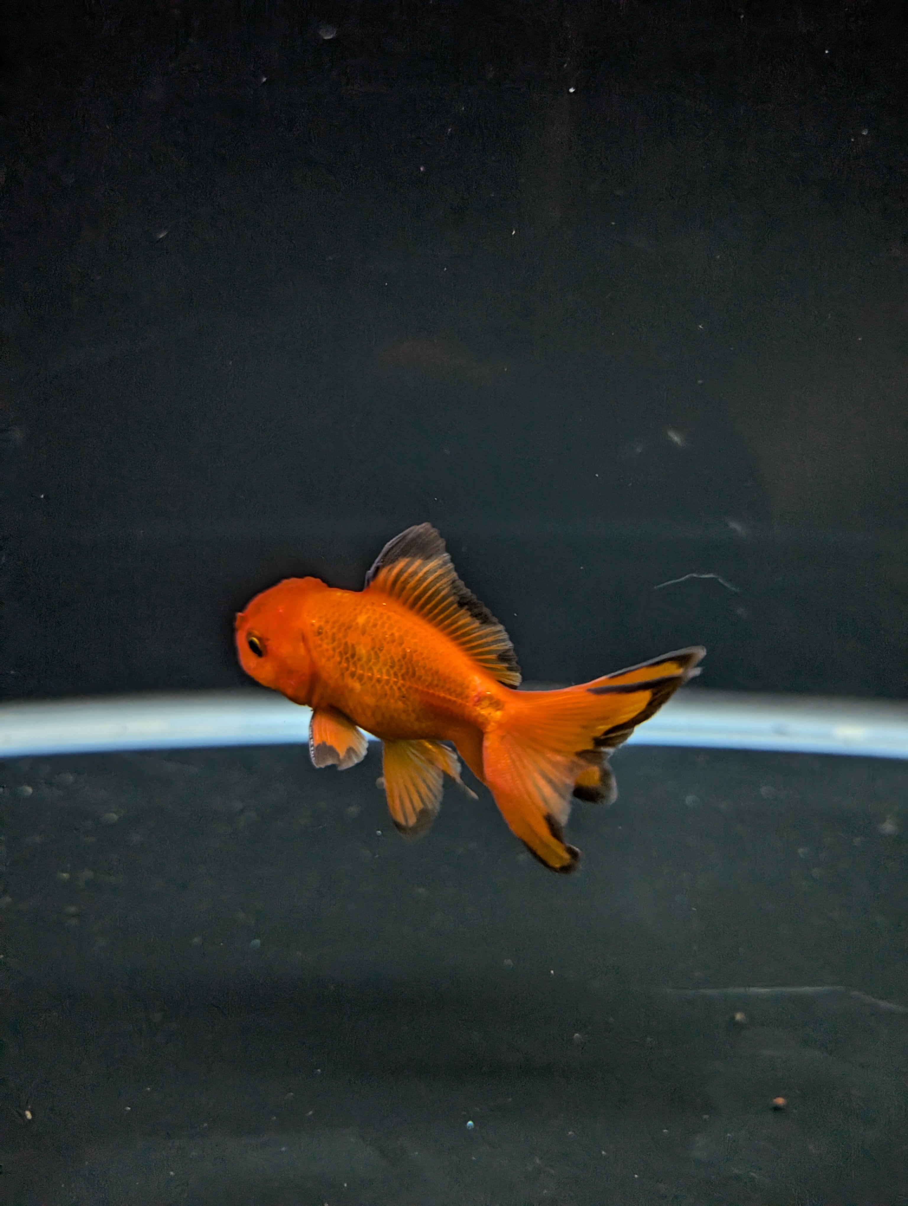 Juvenile Oranda Red Black 3"-3.5"in.  ID#522T1A-004 Please See Notes.
