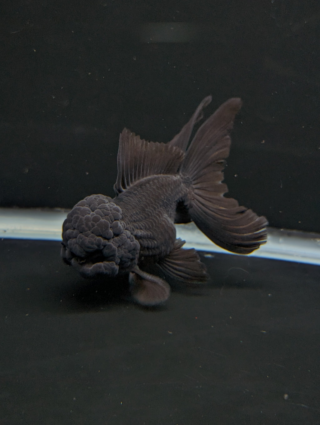Thai Oranda Godzilla Black 3.5"-4"in.  ID#1023T1A-028