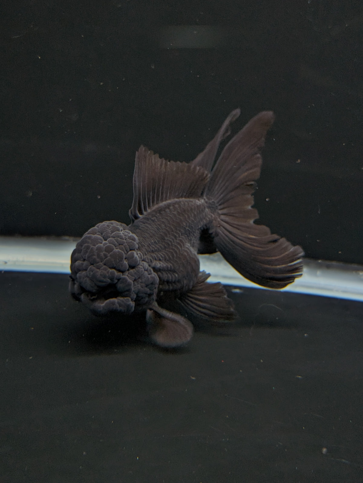 Thai Oranda Godzilla Black 3.5"-4"in.  ID#1023T1A-028