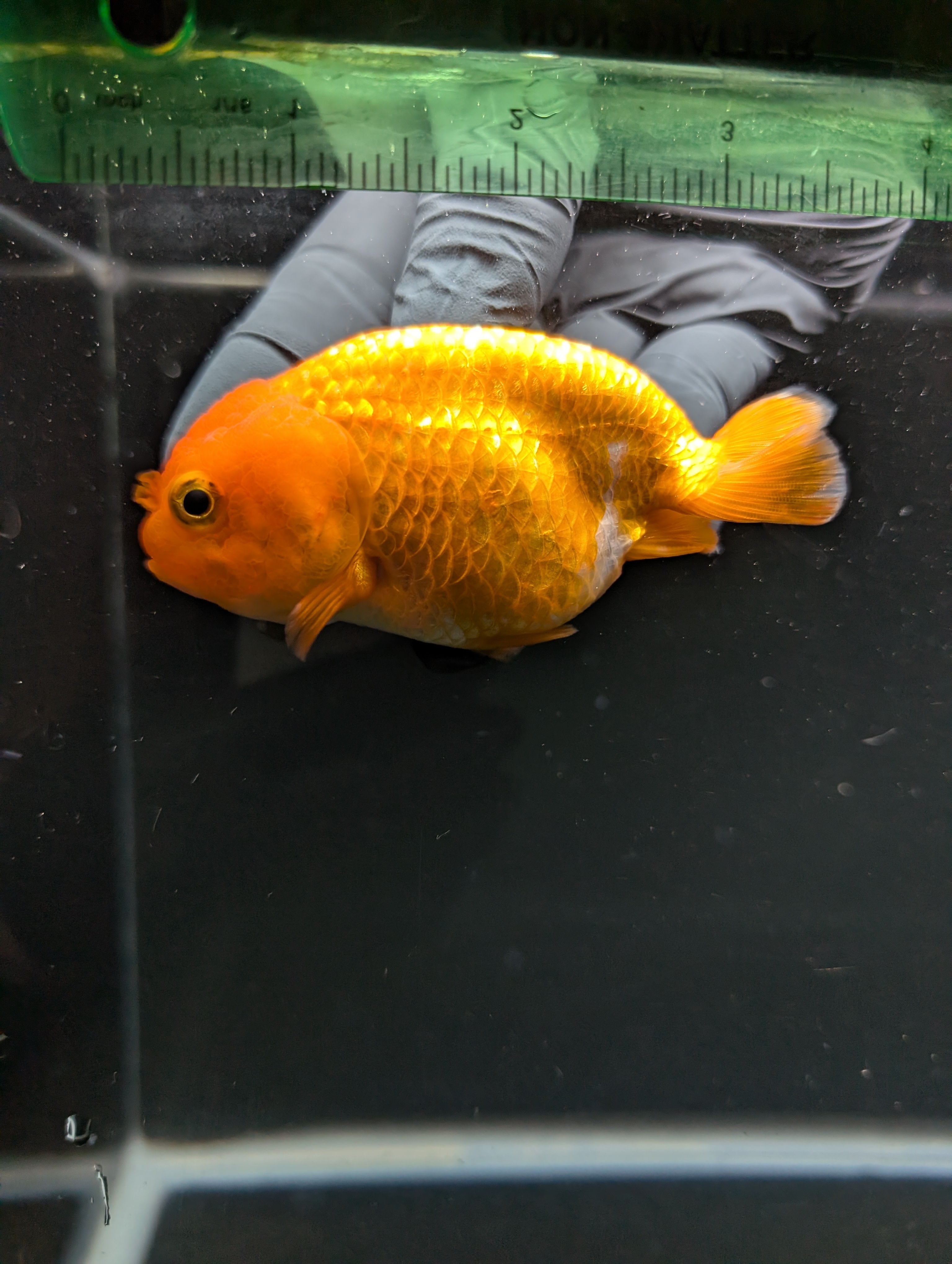 Ranchu Red White 3.5"-4"in. ID#828R4A-024