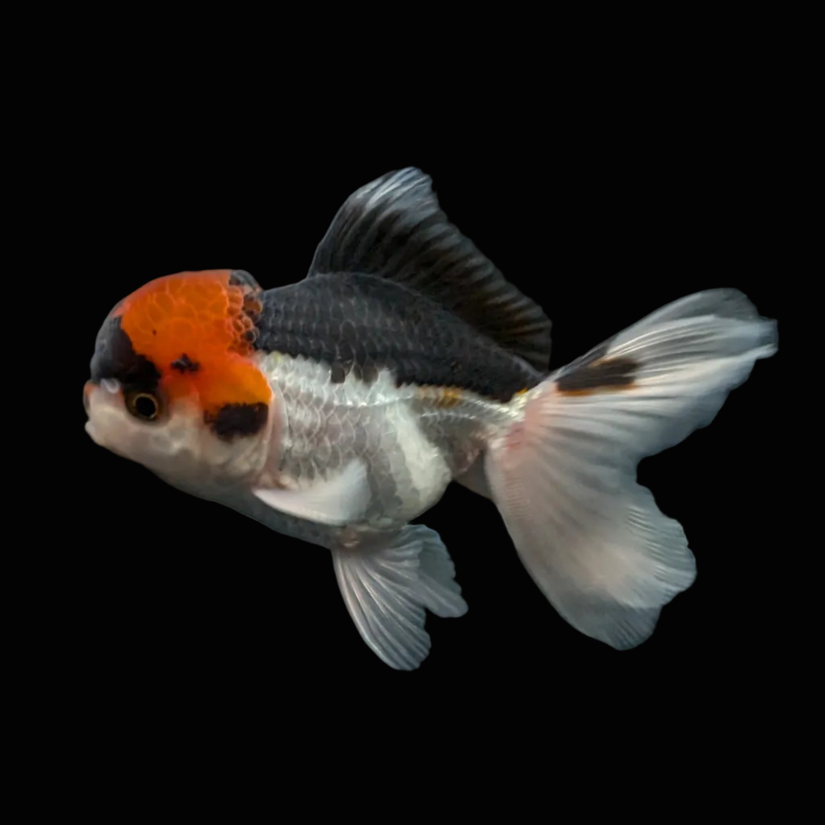 Juvenile Oranda Tricolor 3.5"-4" in.  ID#424T1A-006