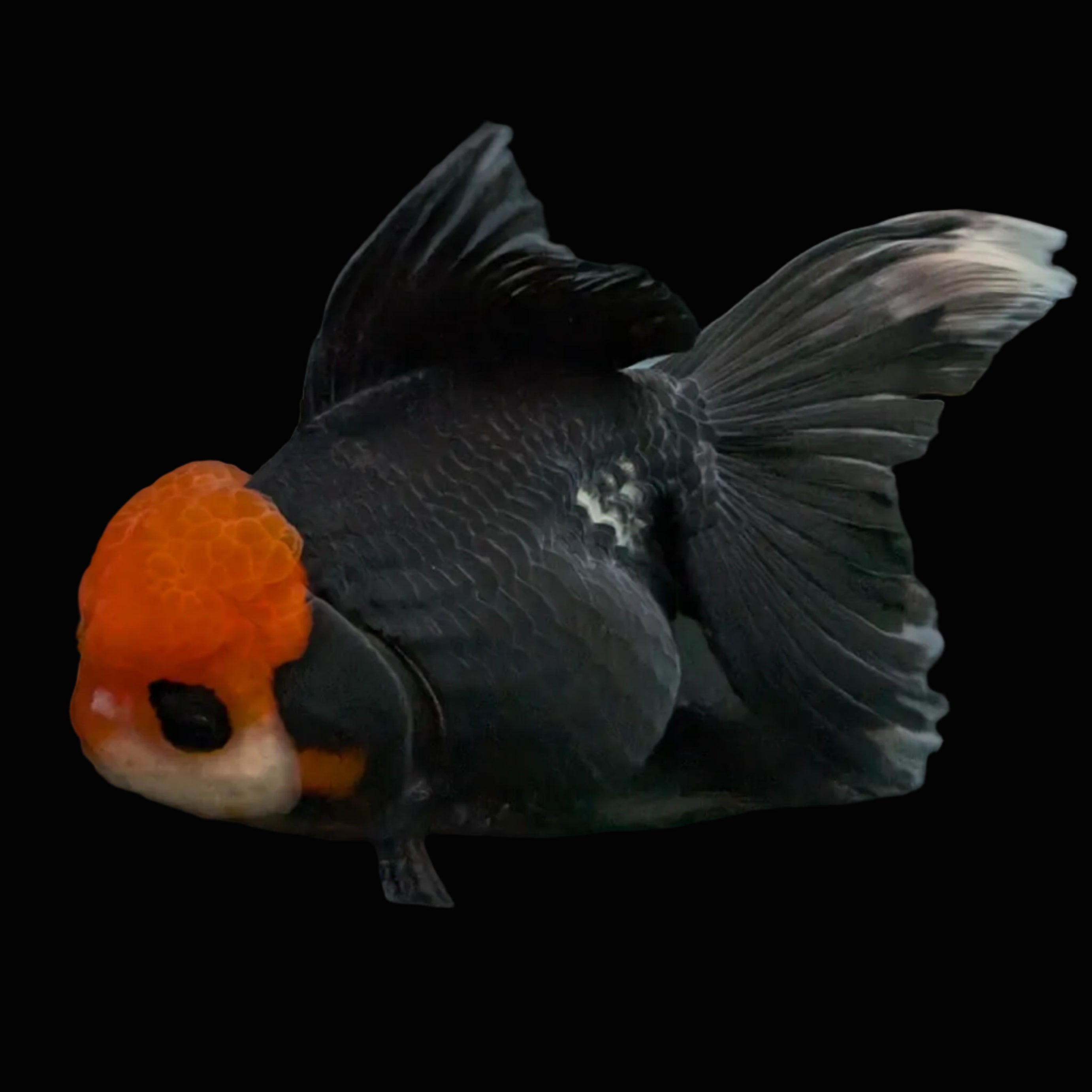 Thai Oranda Tricolor  4.5"-5"  ID#718T5B-004
