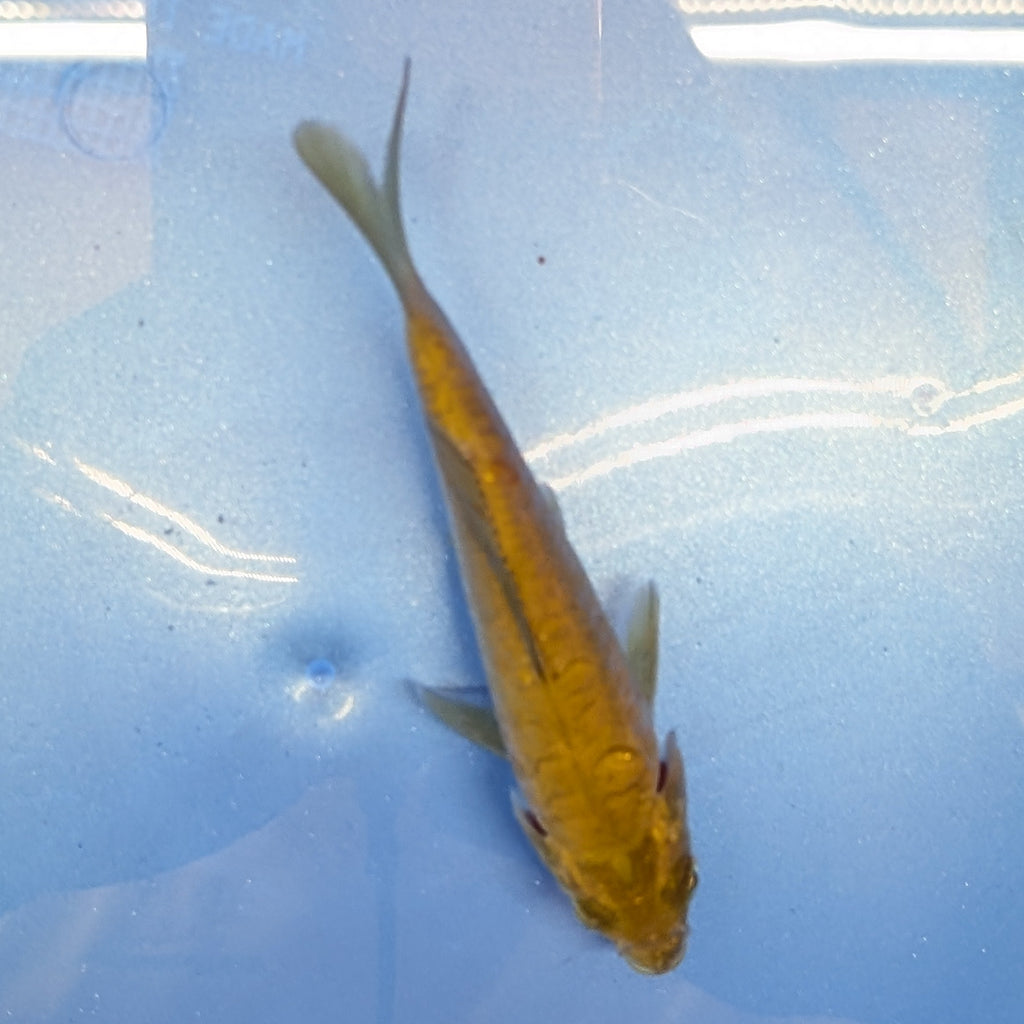 Doitsu Chagoi Koi  4"in. ID#806BFK-019
