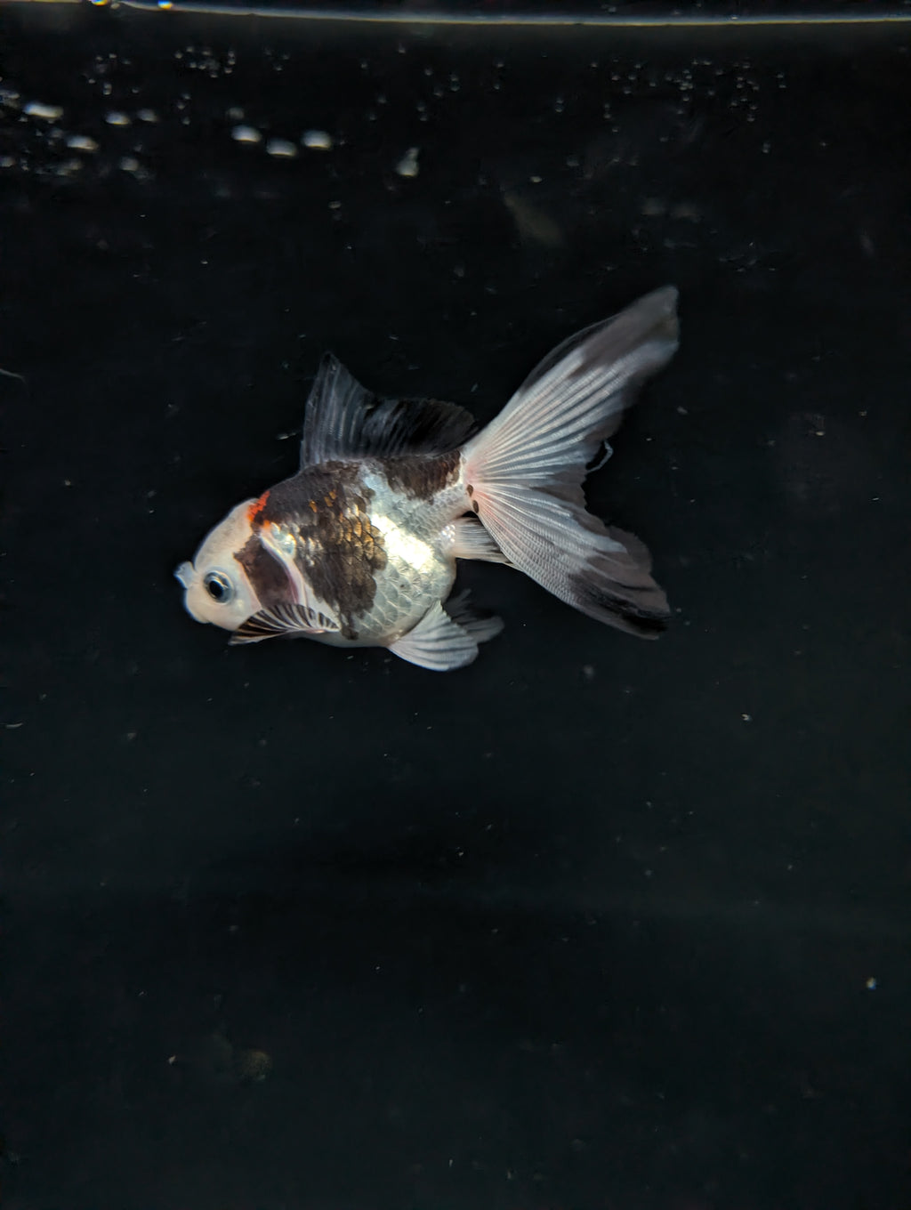 Juvenile Oranda  Tricolor 3"-3.5"in.  ID#619T1A-011